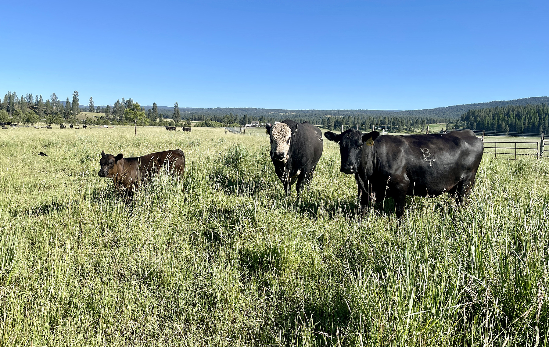 Ronde River Ranch property picture 84 of 116
