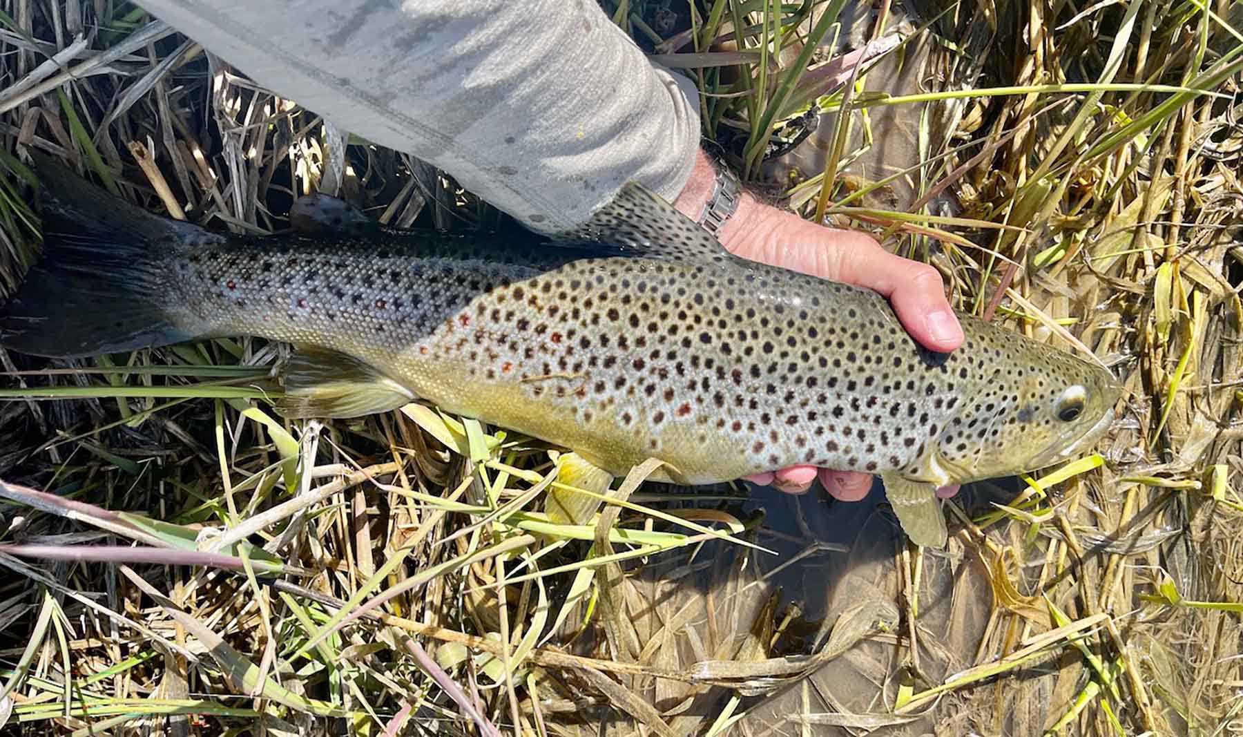 Renegade Ranch property picture 91 of 102