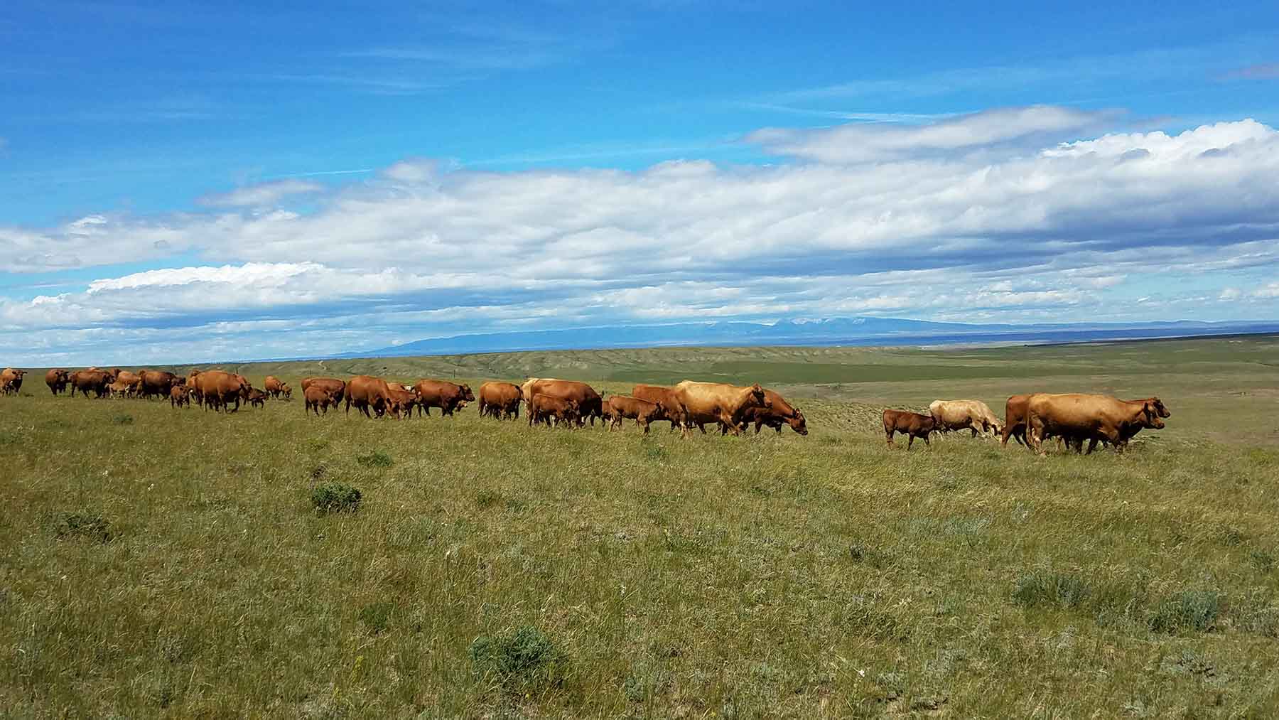 C/N Ranch property picture 3 of 55