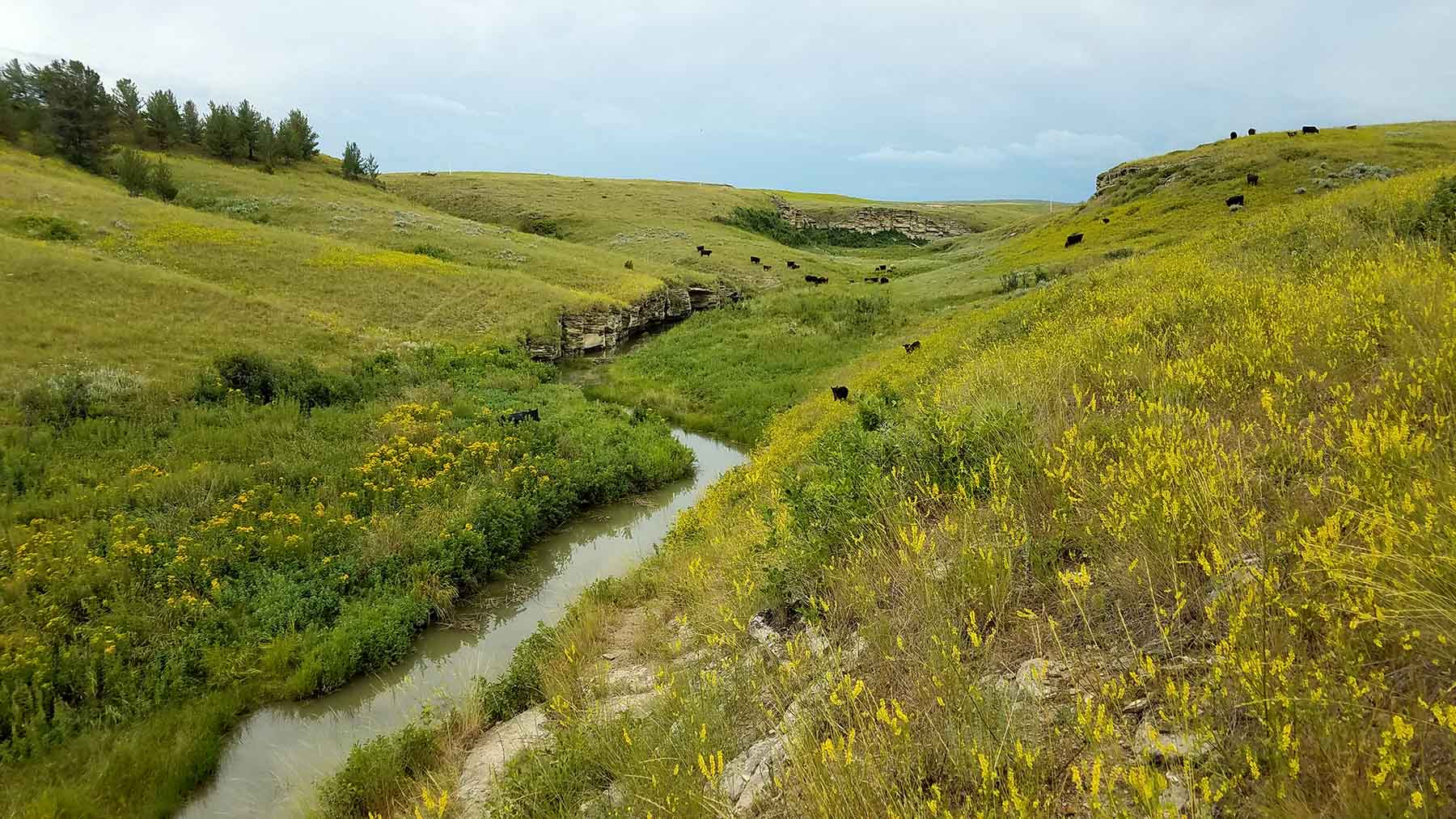 C/N Ranch property picture 4 of 55