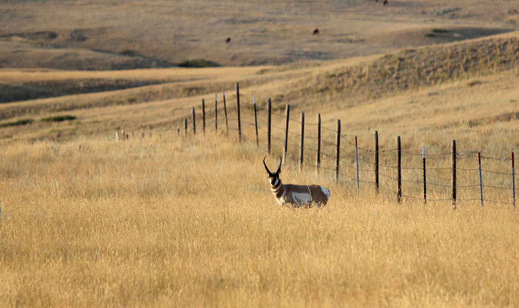 C/N Ranch property picture 48 of 55