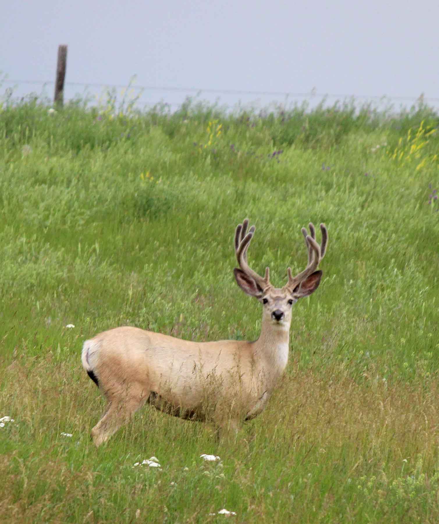 C/N Ranch property picture 47 of 55