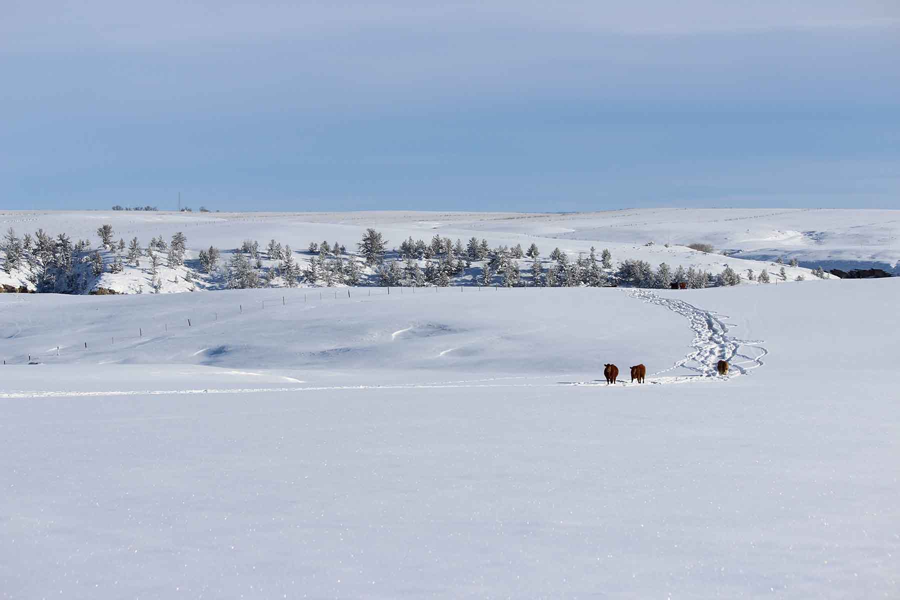 C/N Ranch property picture 50 of 55