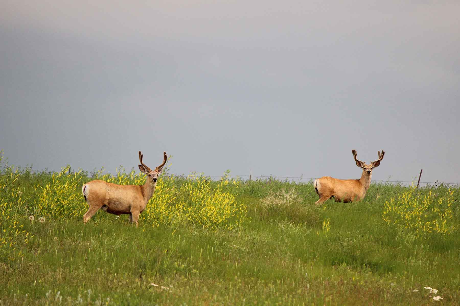 C/N Ranch property picture 14 of 55