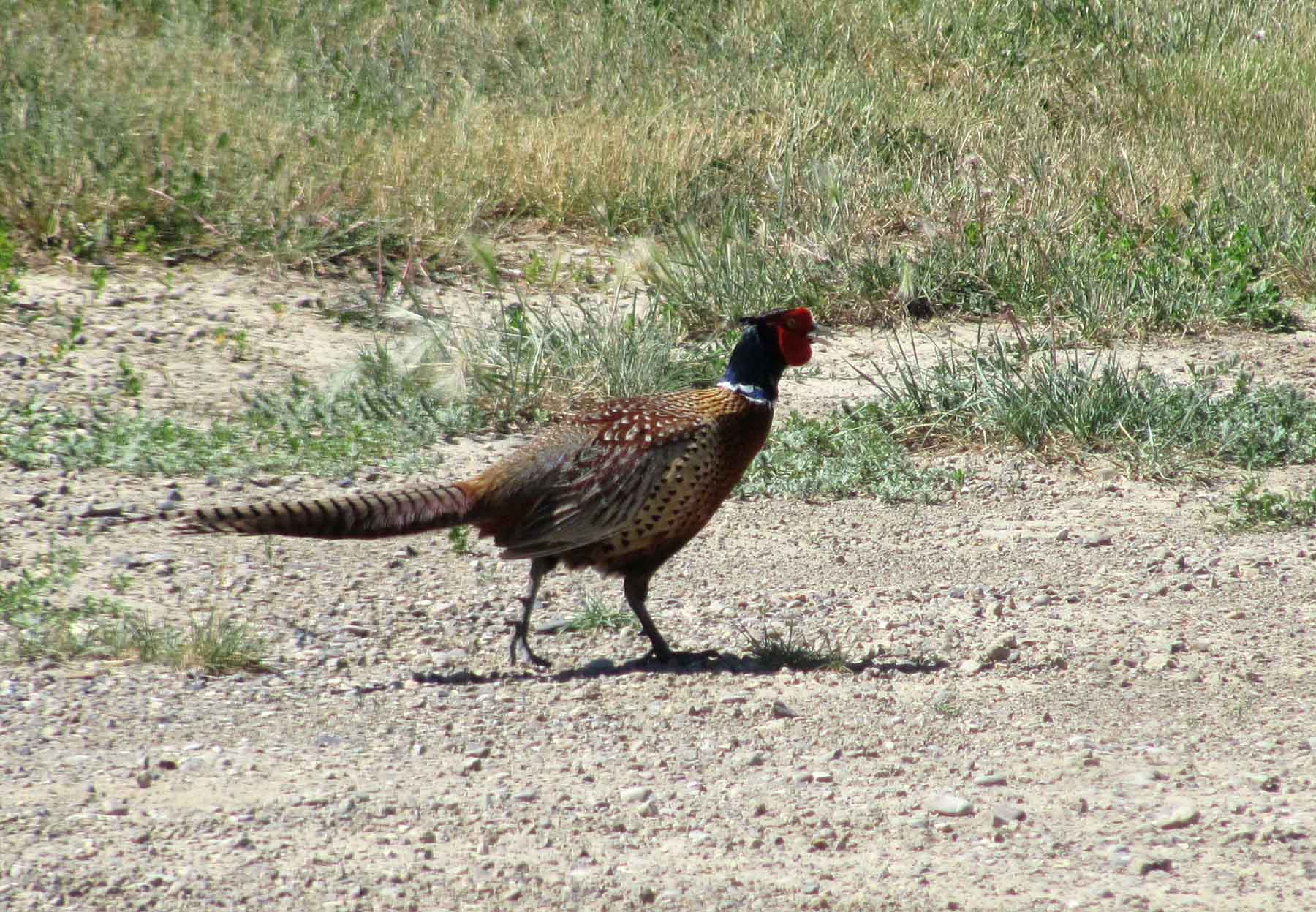 C/N Ranch property picture 49 of 55