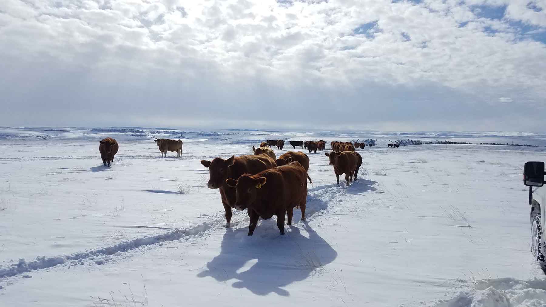 C/N Ranch property picture 34 of 55