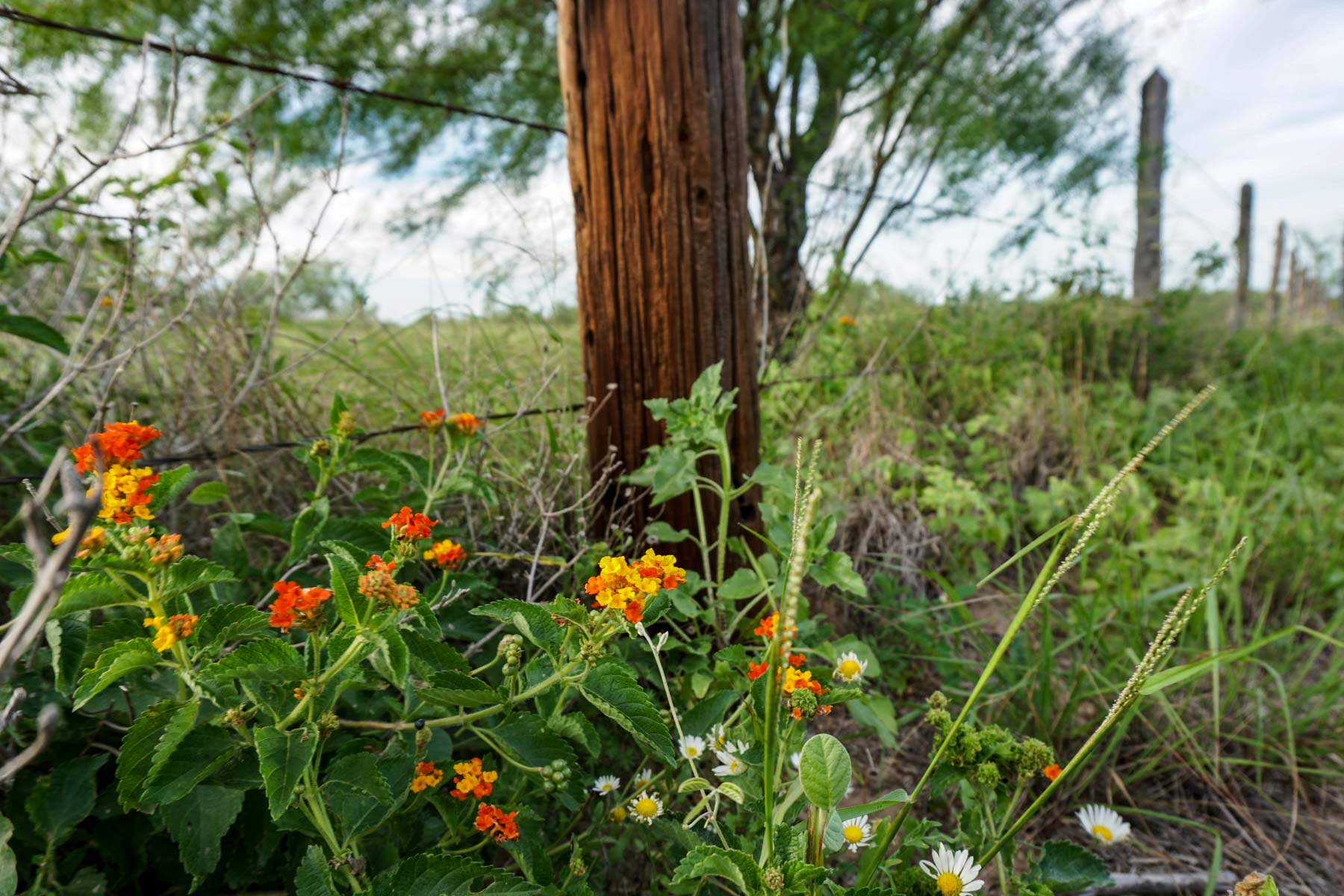Quail Crossing Ranch property picture 7 of 37