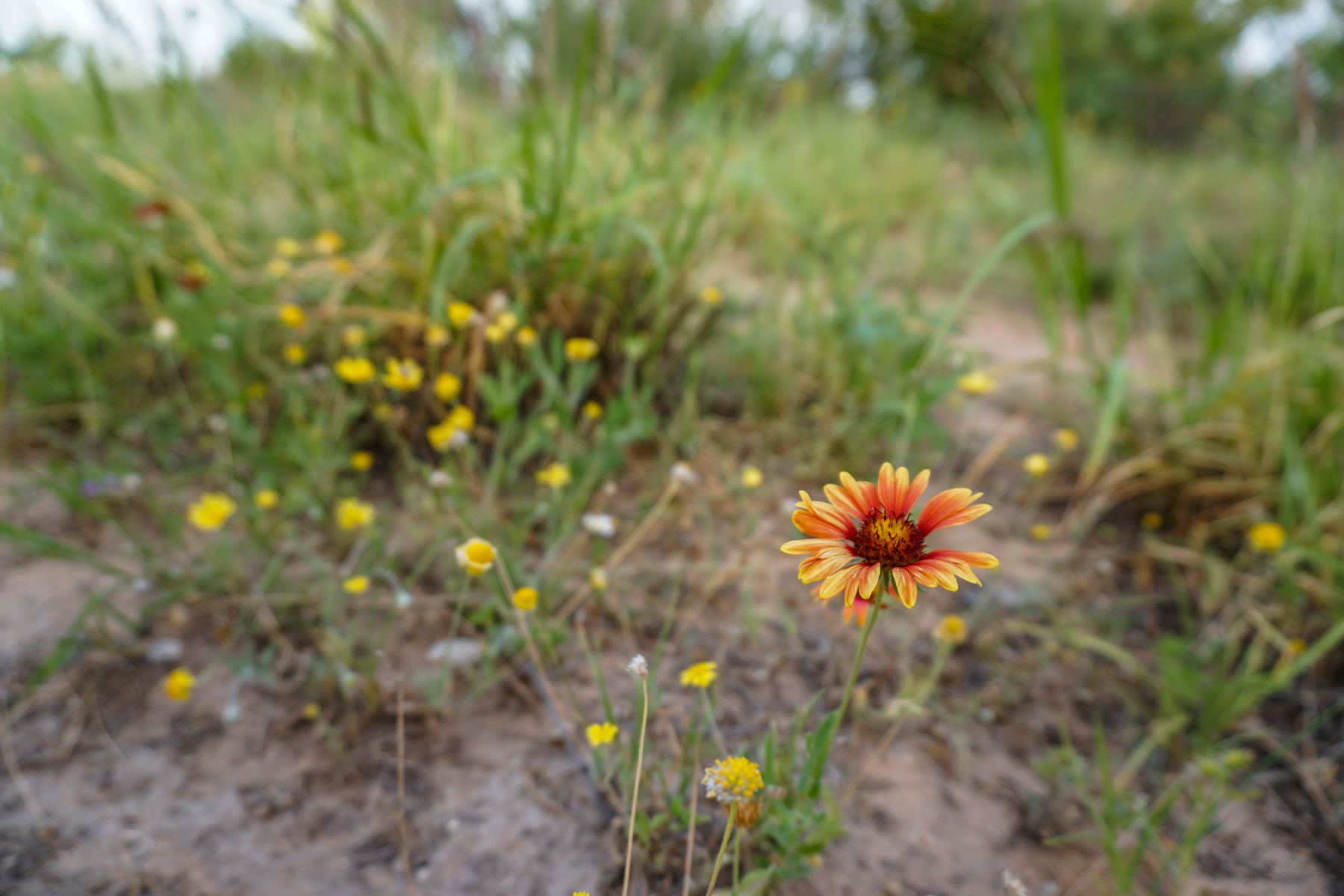 Quail Crossing Ranch property picture 31 of 37