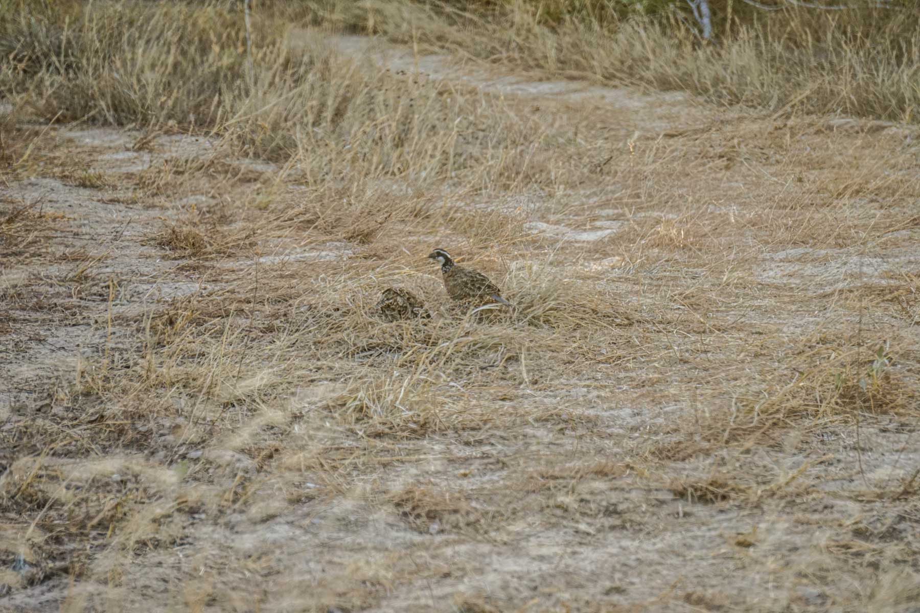 Quail Crossing Ranch property picture 2 of 37