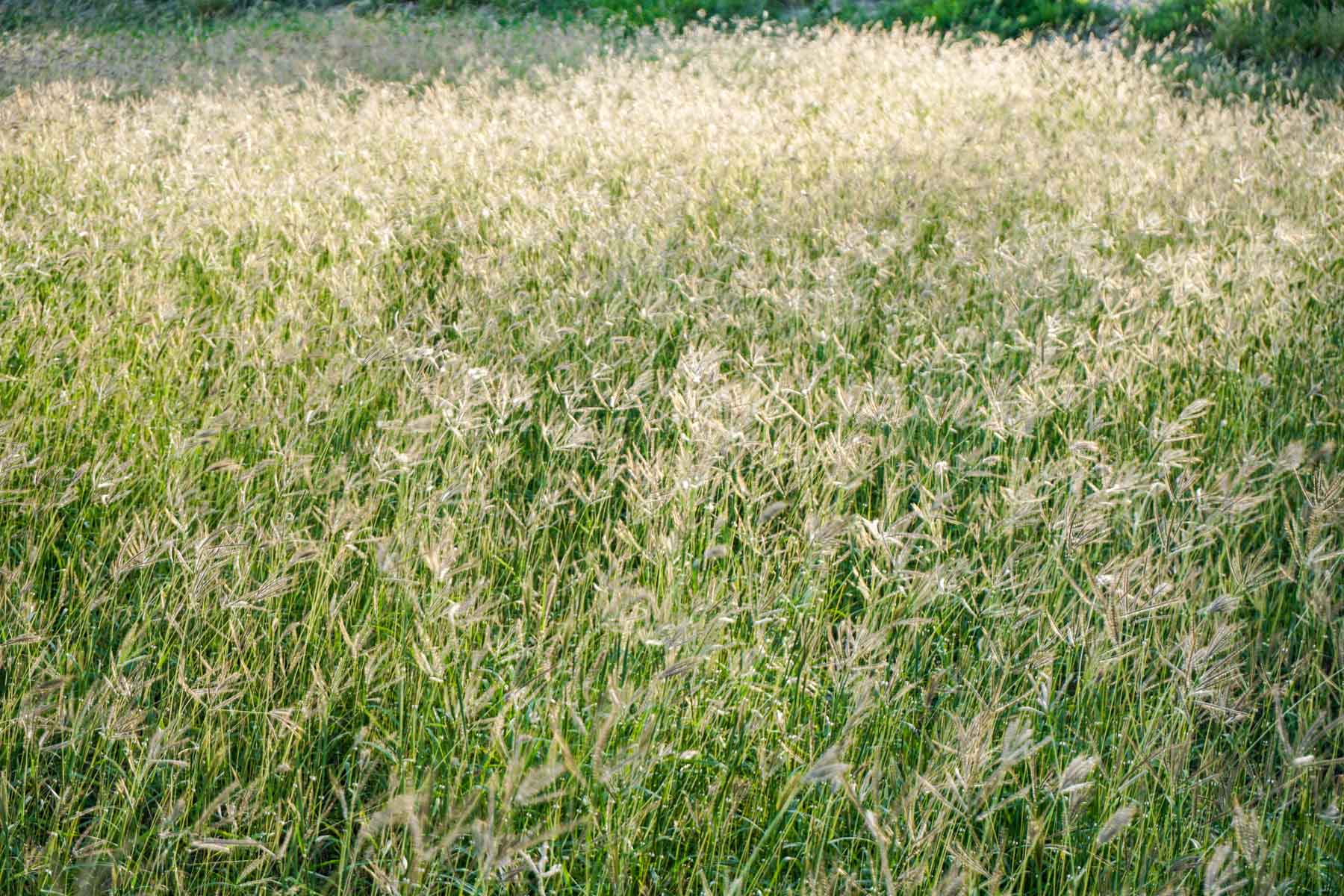 Quail Crossing Ranch property picture 6 of 37