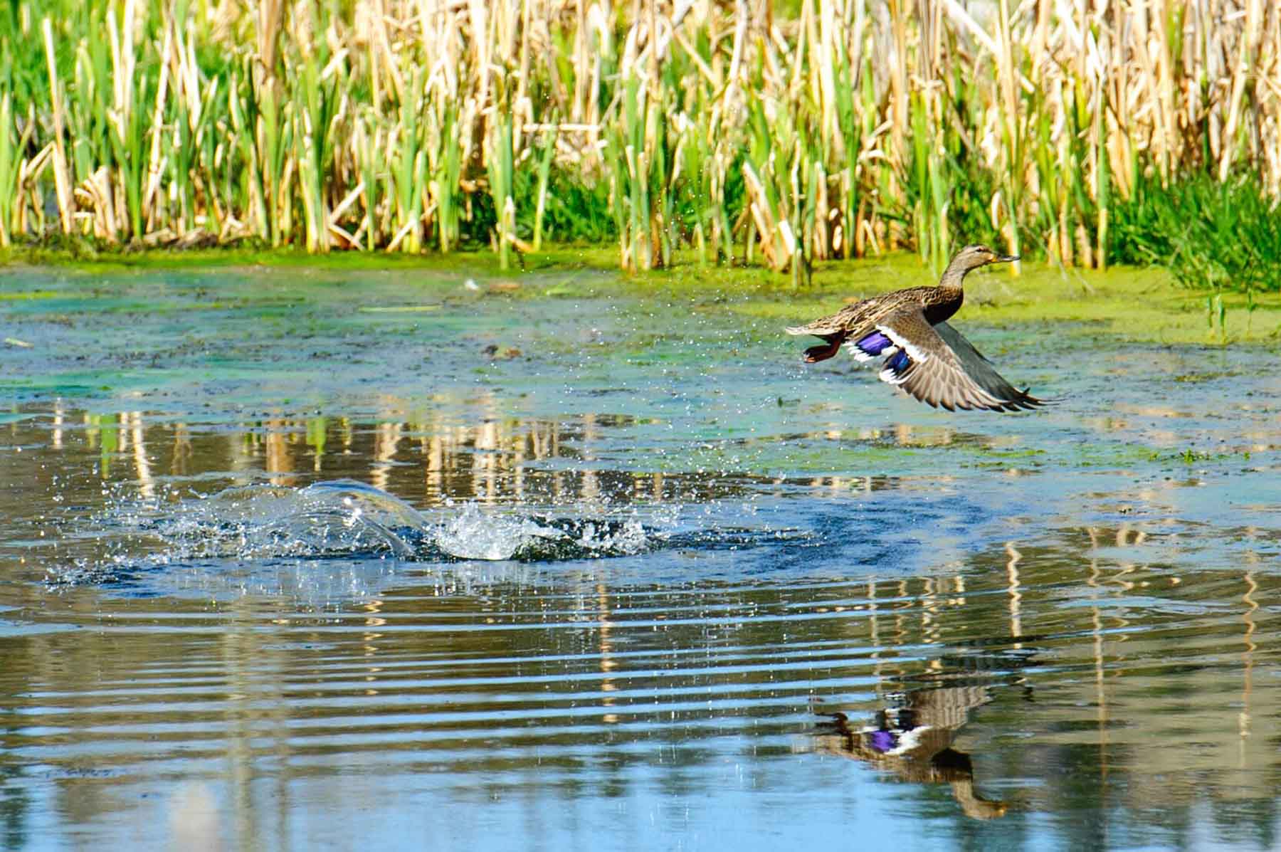 Beartooth Ranch property picture 75 of 86