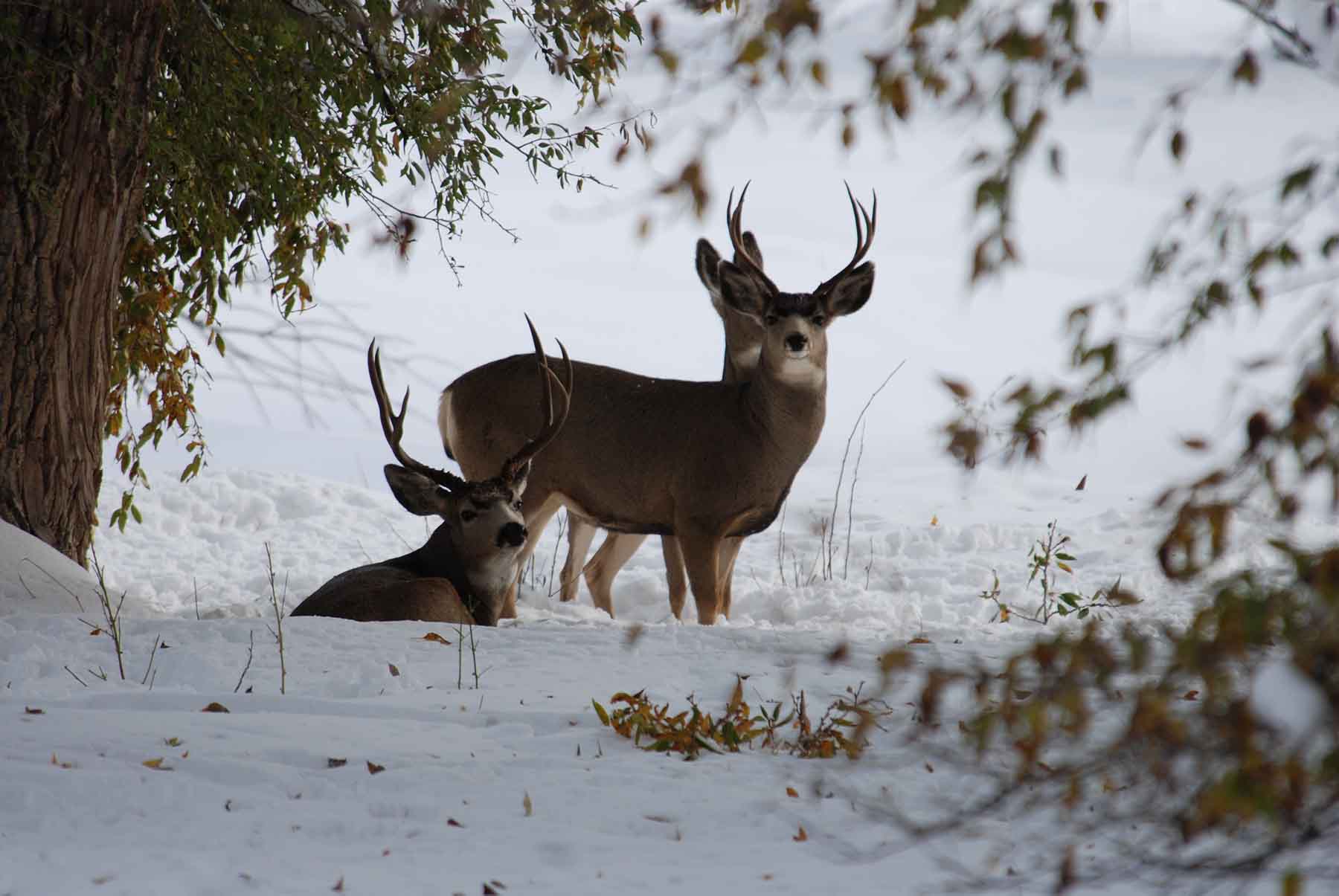 Beartooth Ranch property picture 77 of 86