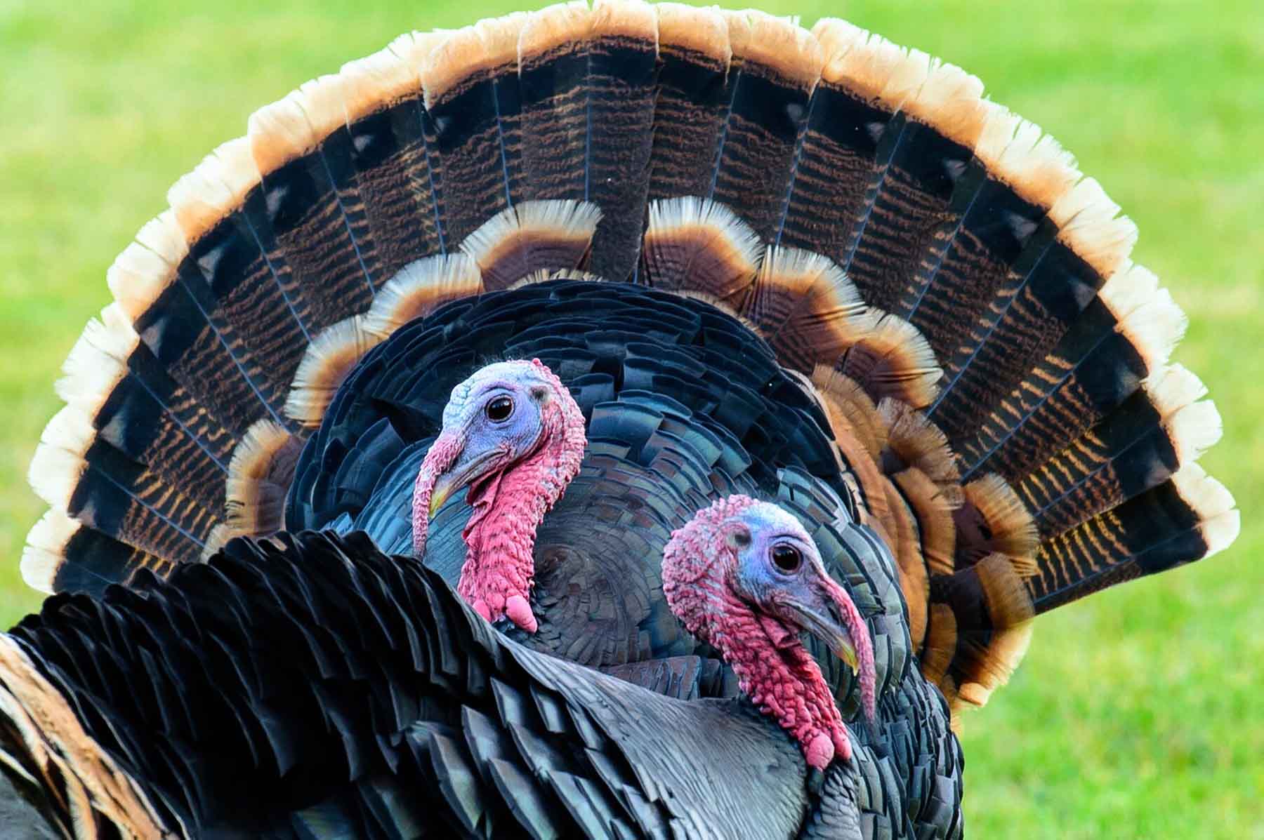 Beartooth Ranch property picture 65 of 86