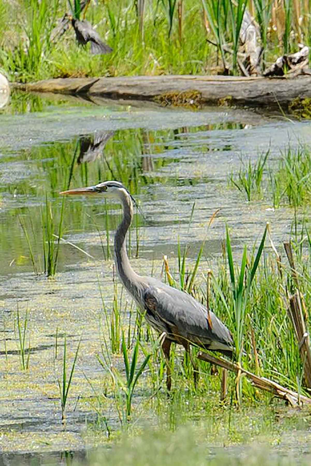 Beartooth Ranch property picture 66 of 86