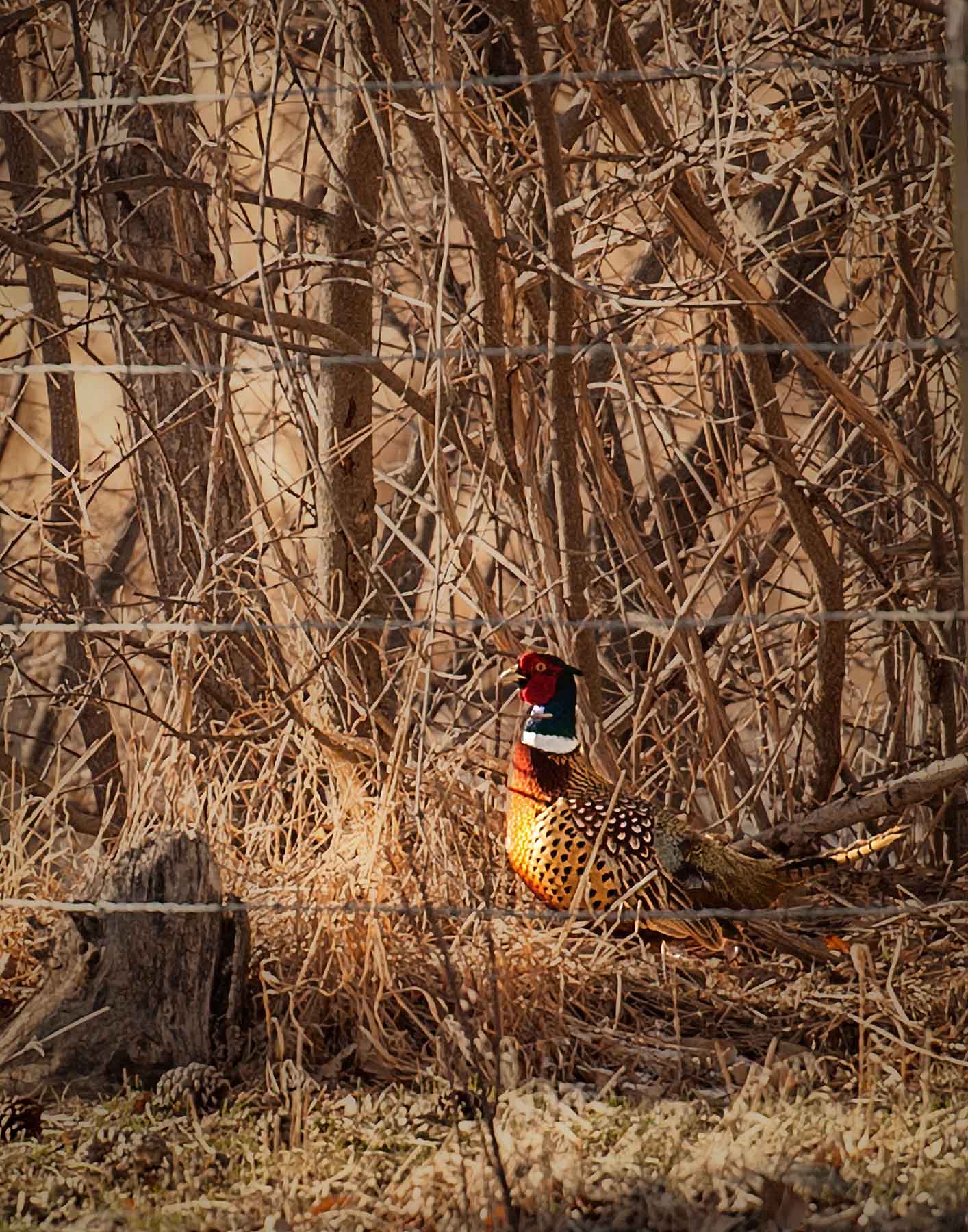 Beartooth Ranch property picture 78 of 86