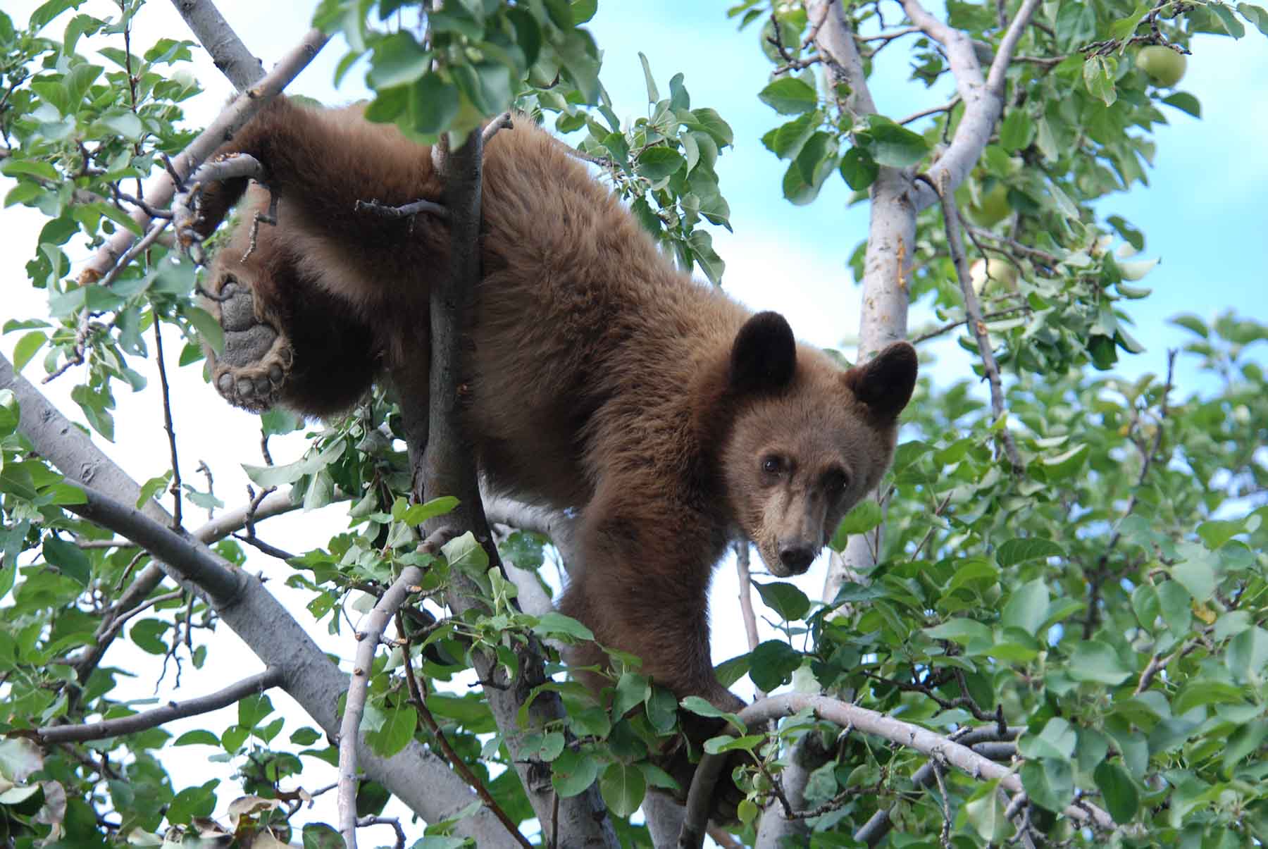 Beartooth Ranch property picture 63 of 86