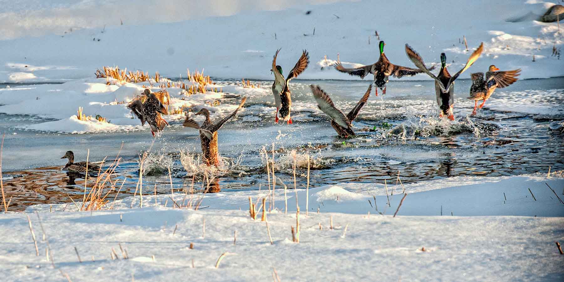 Beartooth Ranch property picture 69 of 86