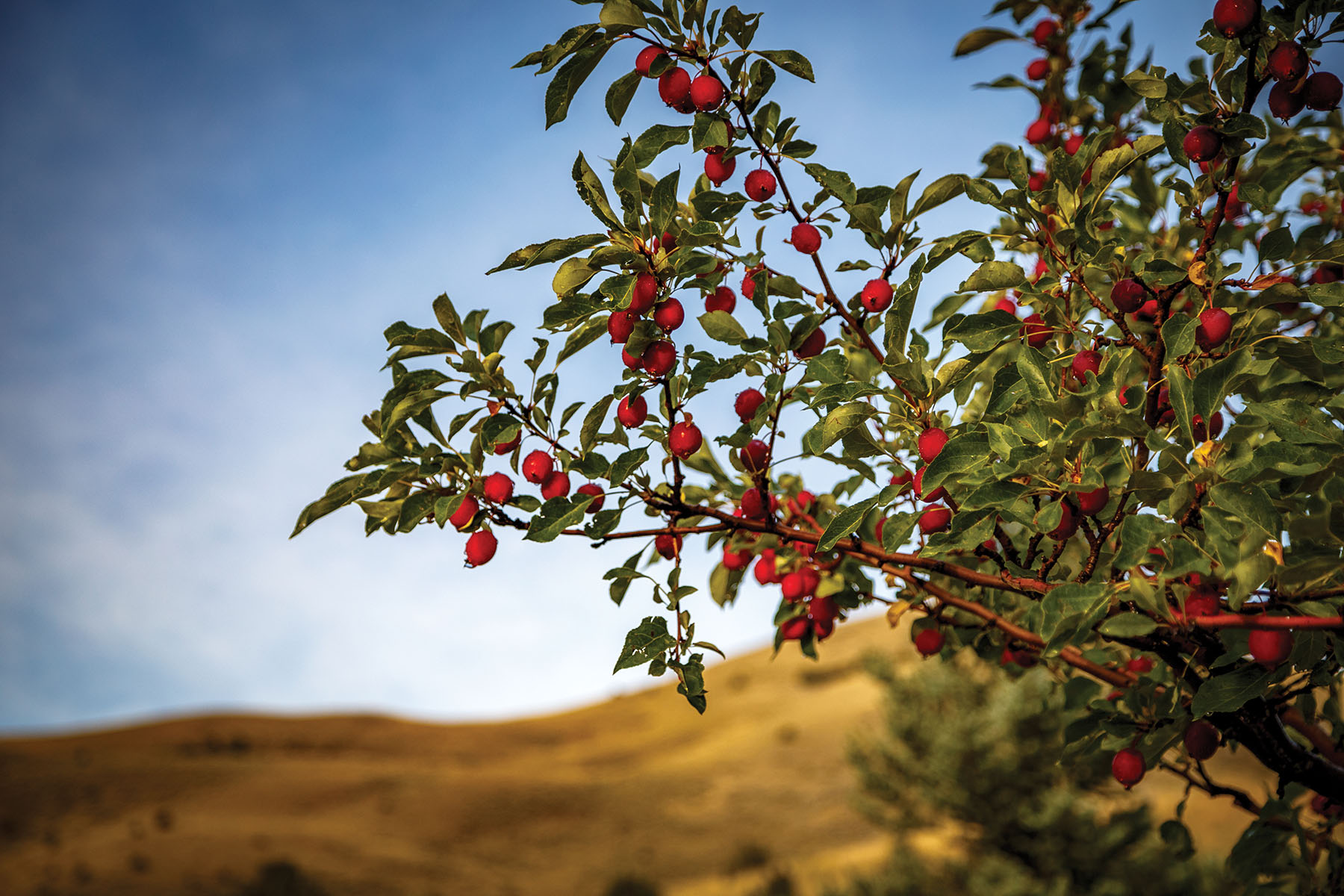 North Meadow Creek Ranch property picture 56 of 57
