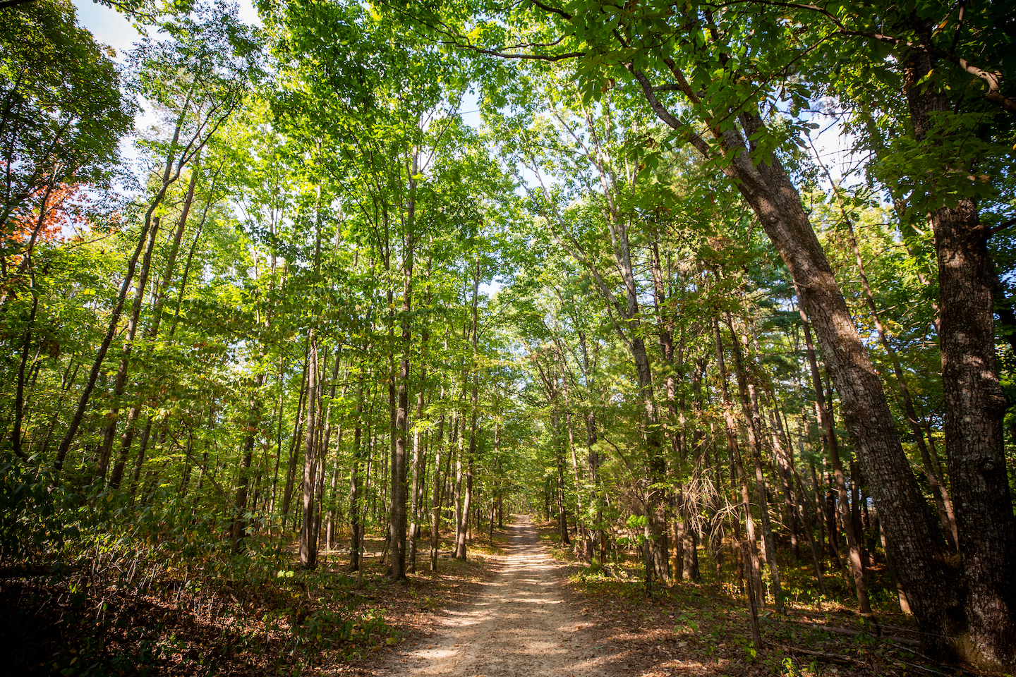 Split Tree Farm property picture 6 of 28