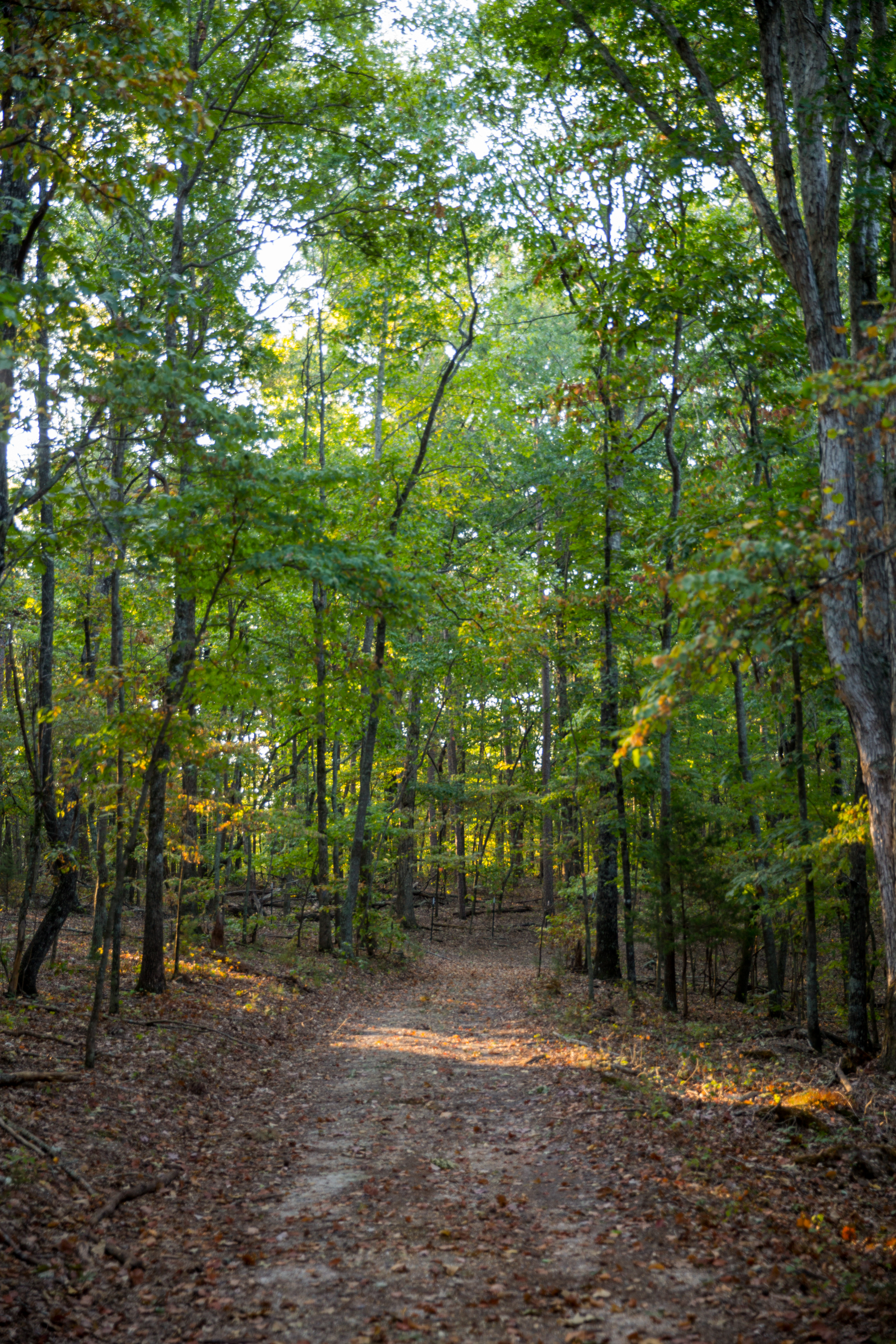 Split Tree Farm property picture 17 of 28