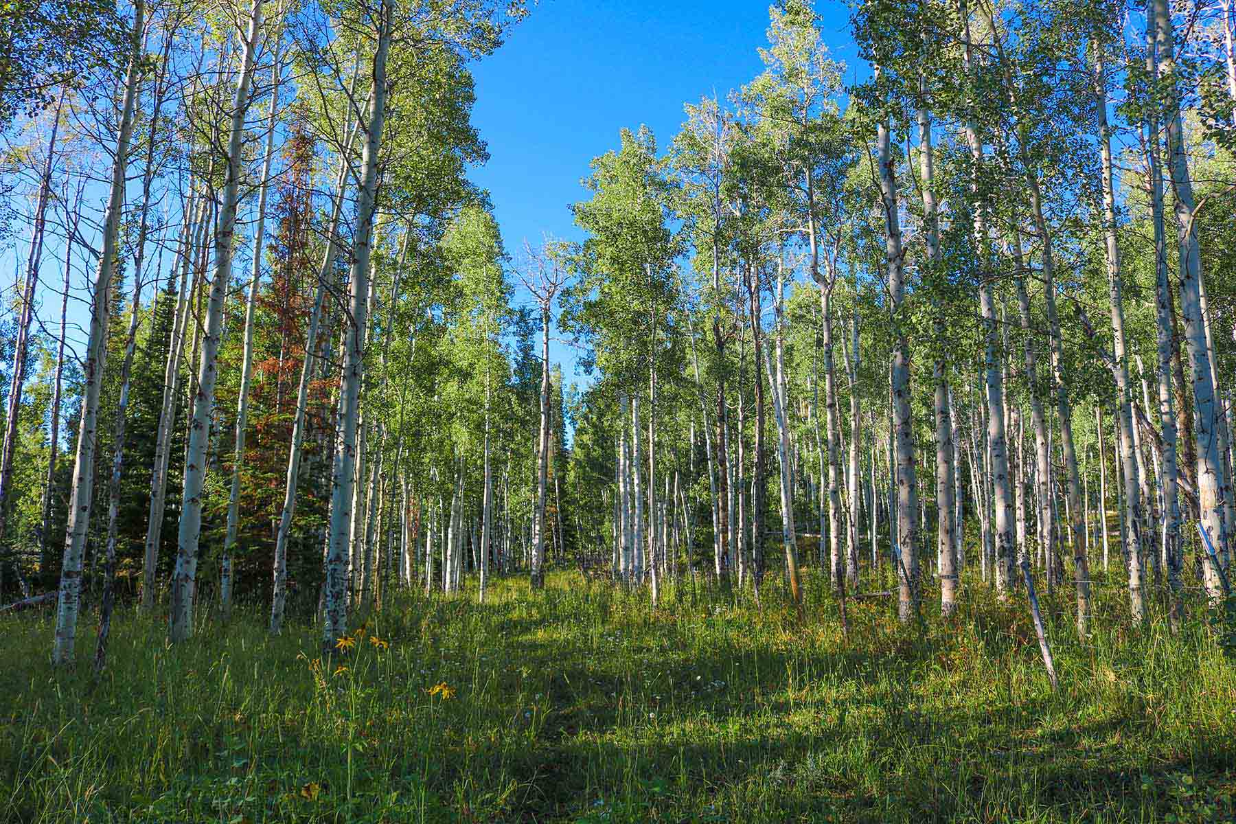 4F Ranch property picture 22 of 42