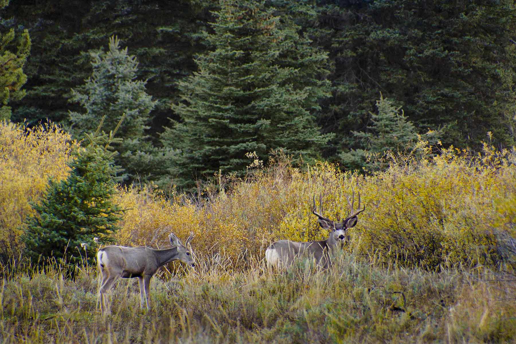 4F Ranch property picture 38 of 42