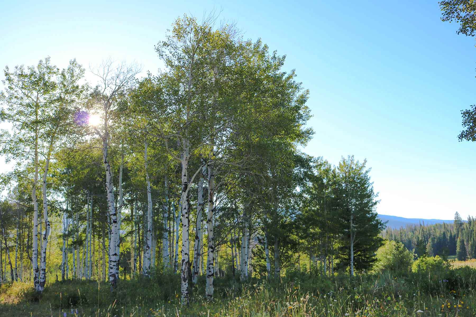 4F Ranch property picture 20 of 42