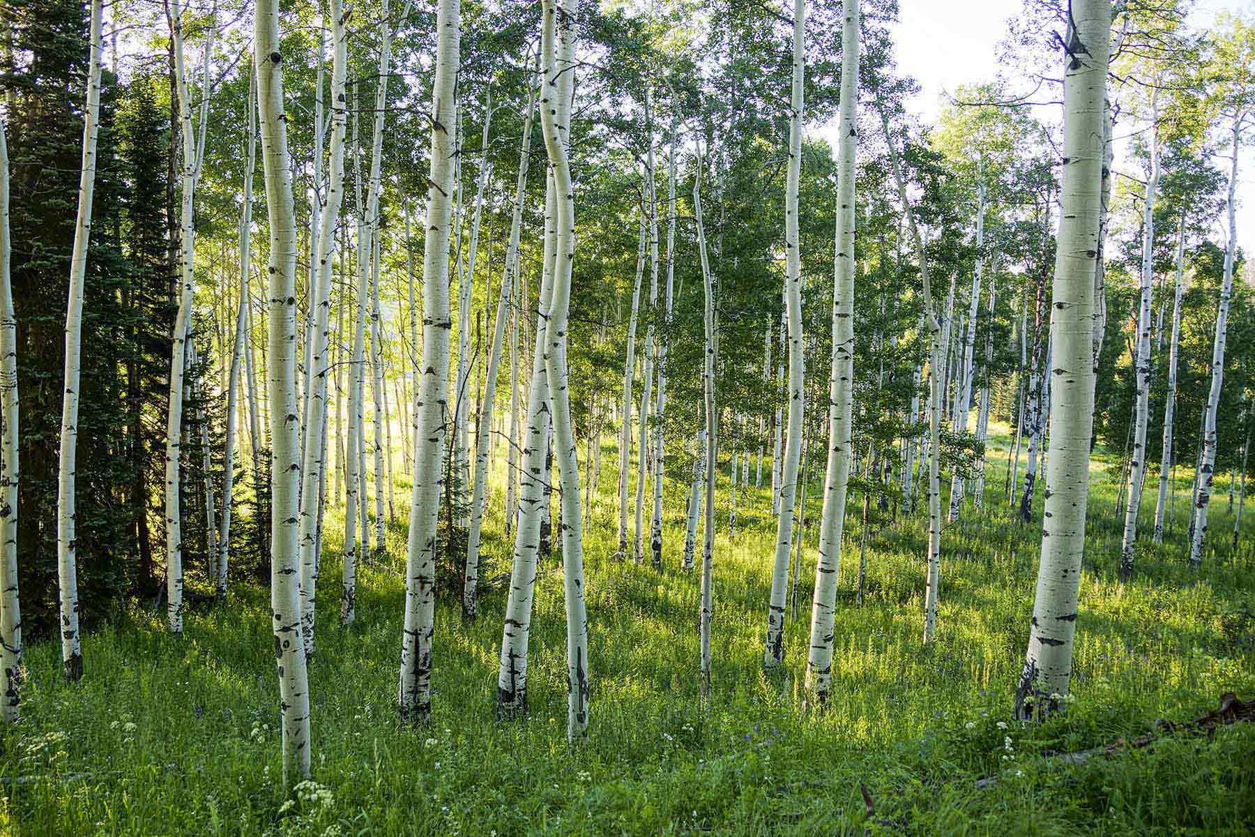 4F Ranch property picture 36 of 42