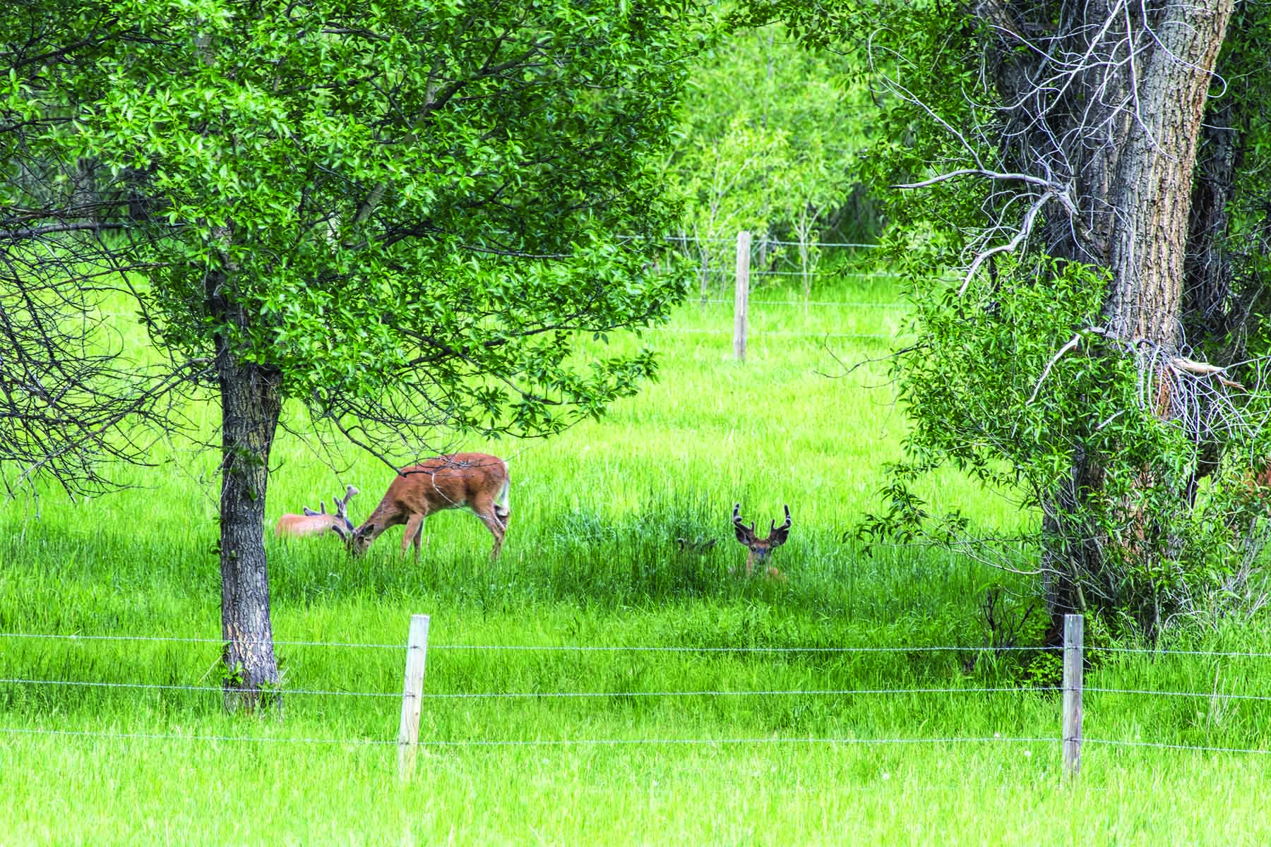 Majo Ranch property picture 22 of 50