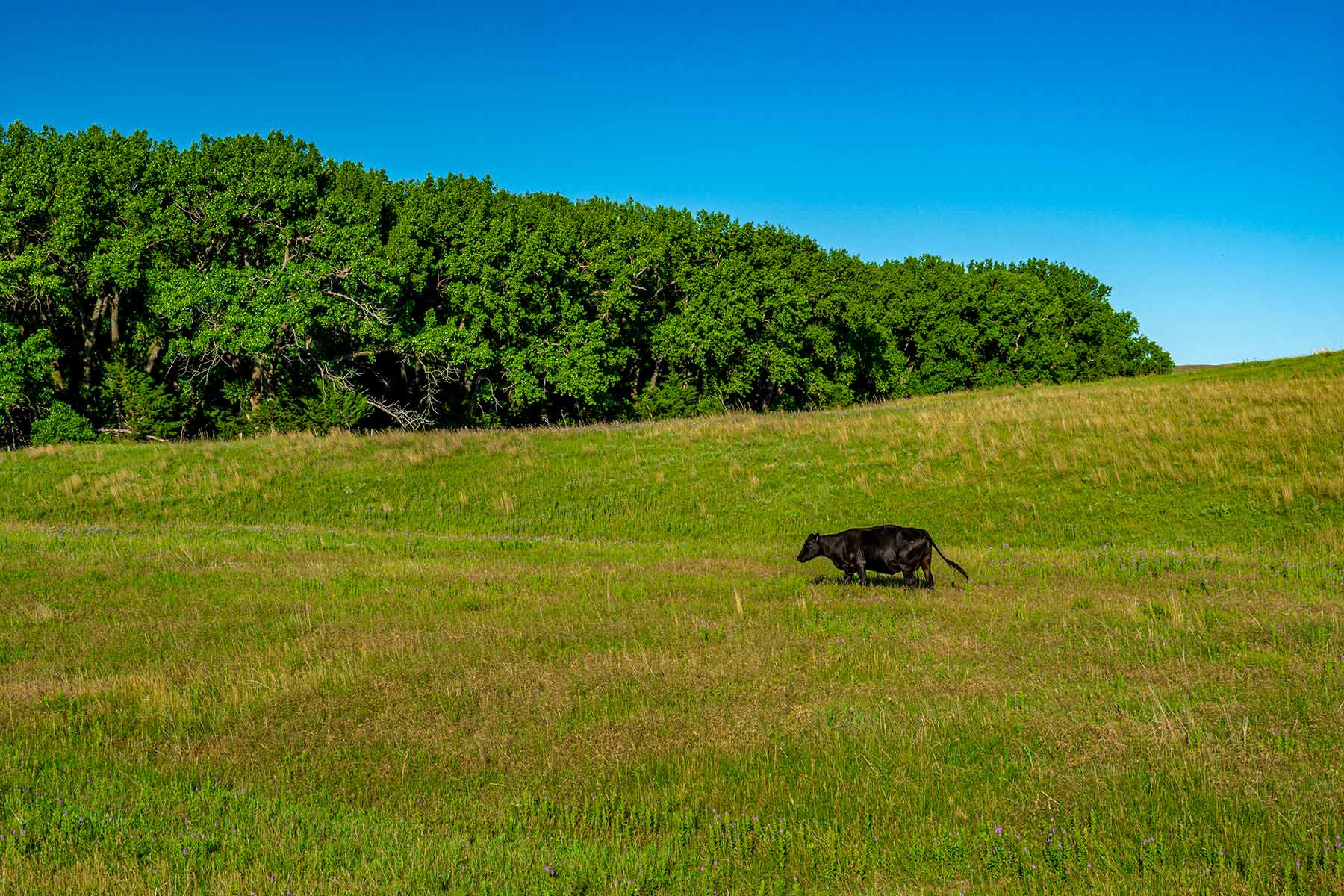 Minnechaduza Creek Ranch property picture 81 of 100