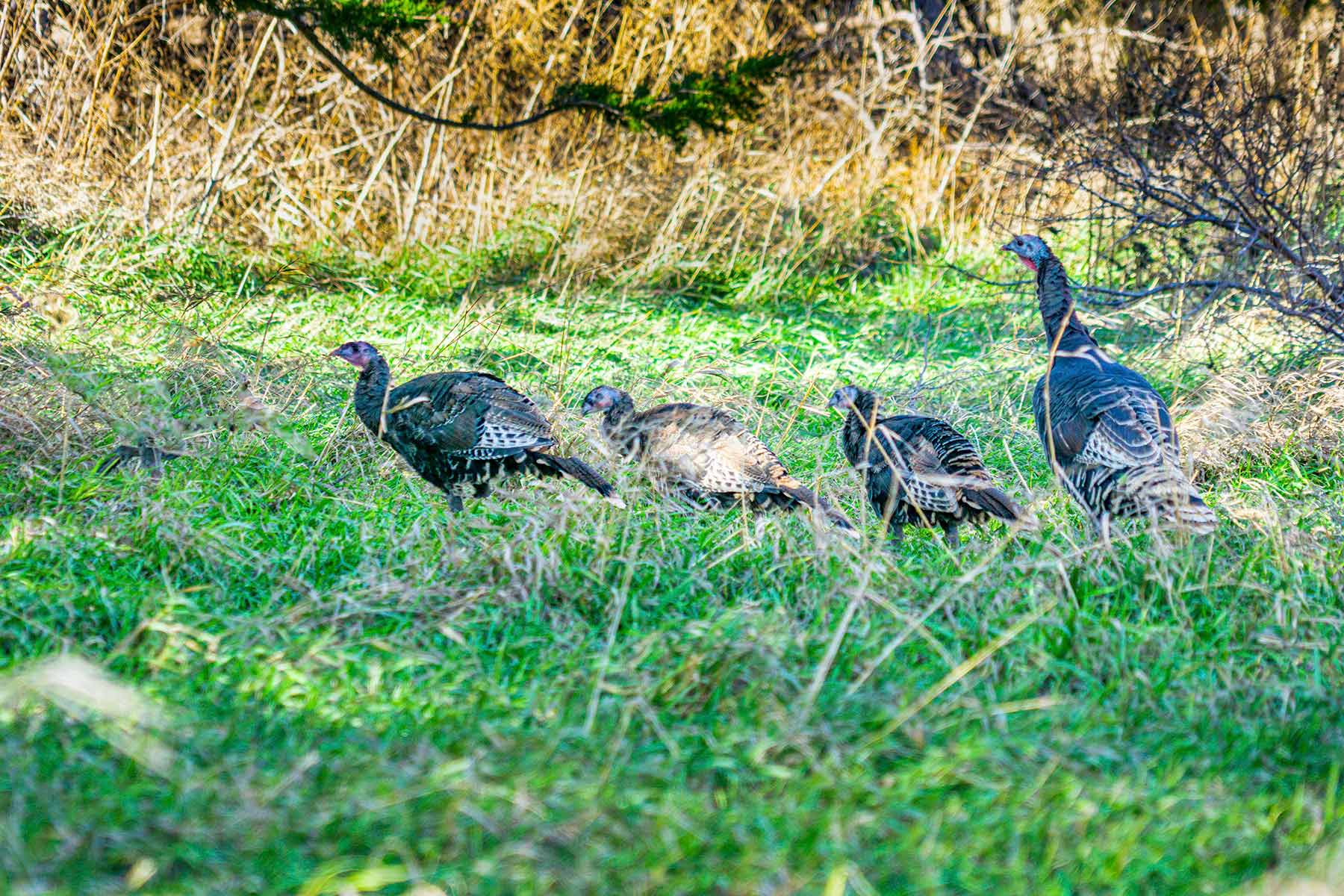 Minnechaduza Creek Ranch property picture 92 of 100