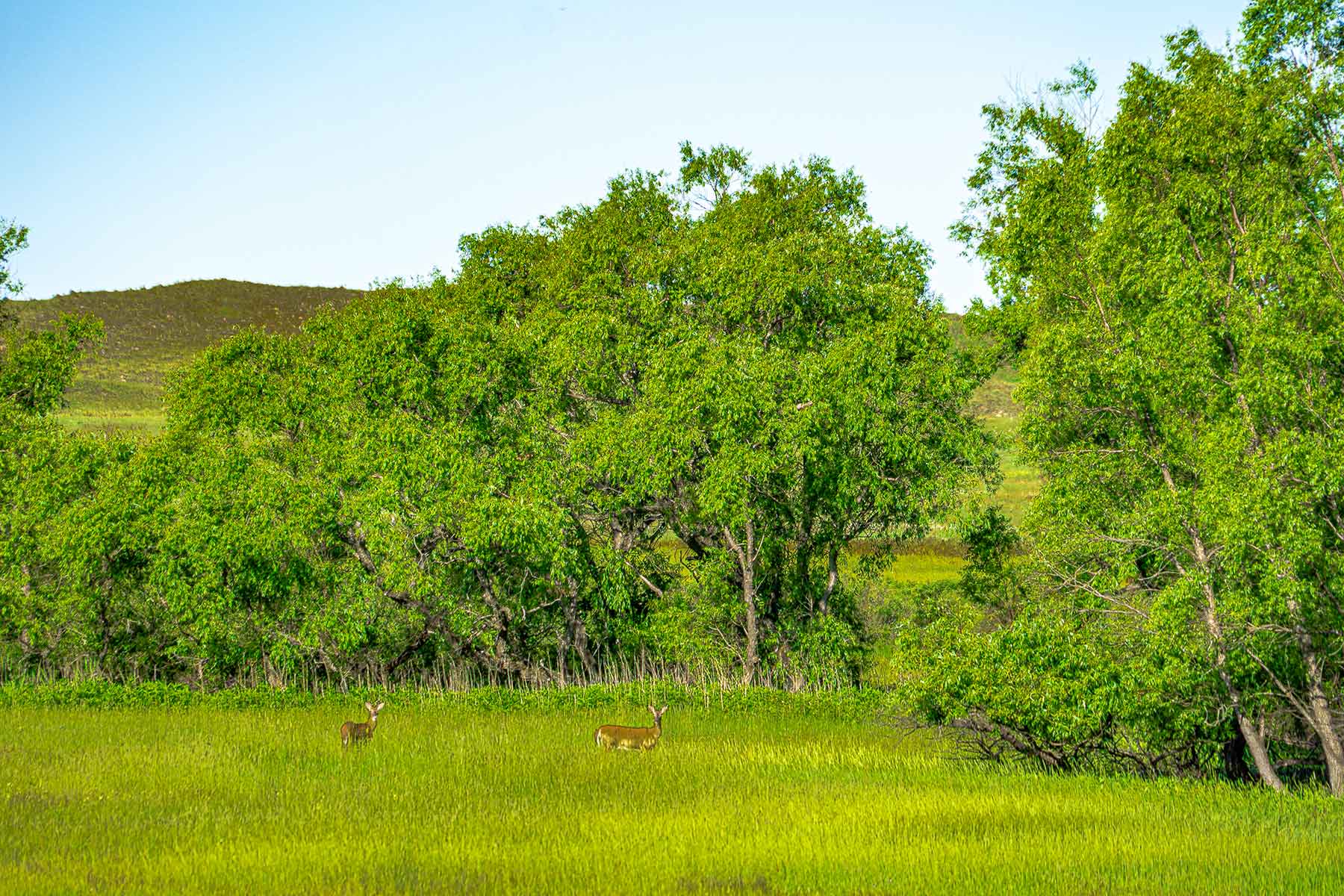 Minnechaduza Creek Ranch property picture 93 of 100