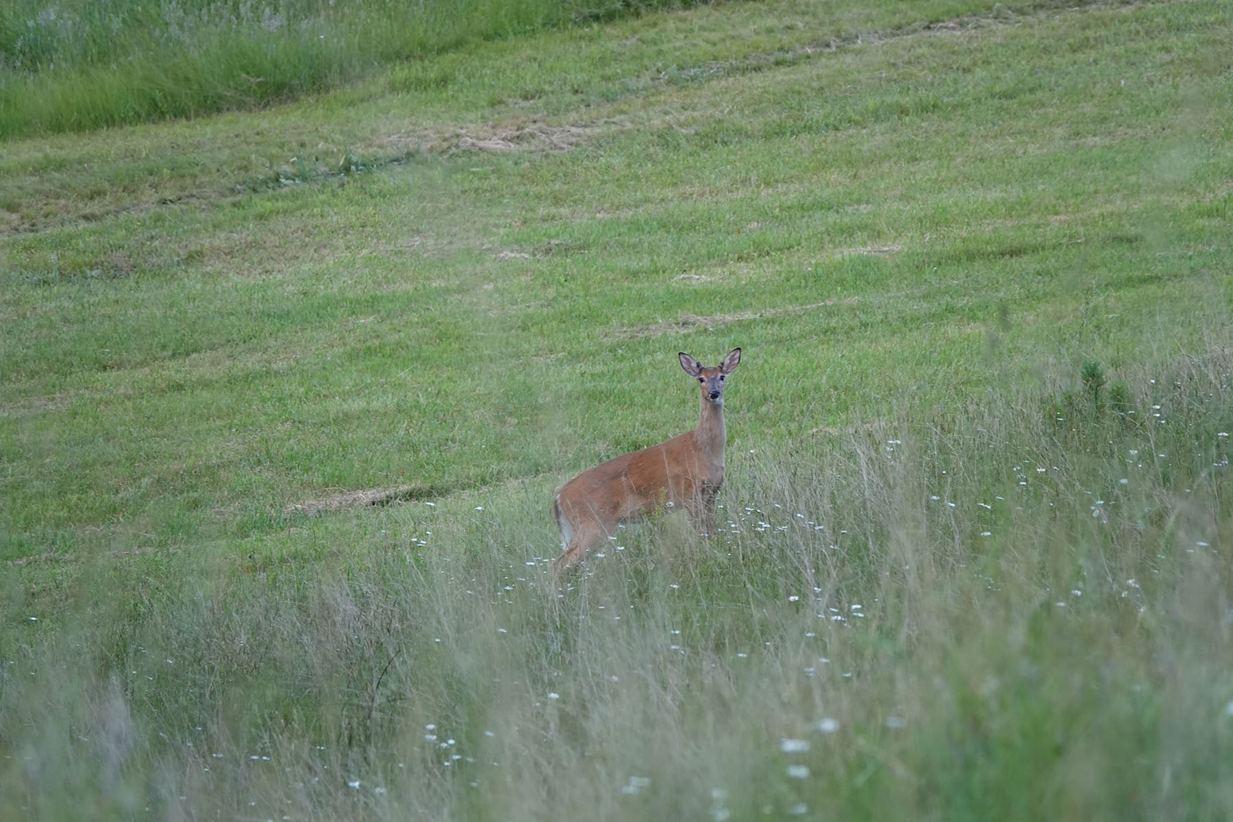 Cloverdale Farm property picture 82 of 90
