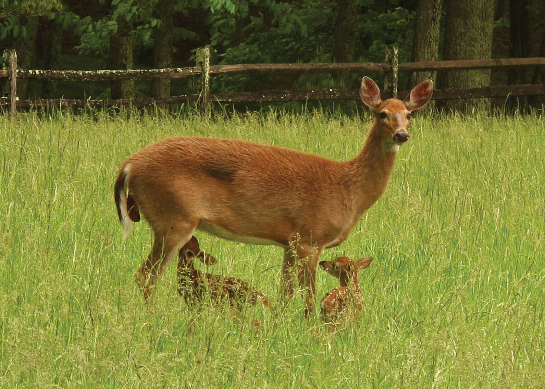 Cloverdale Farm property picture 81 of 90