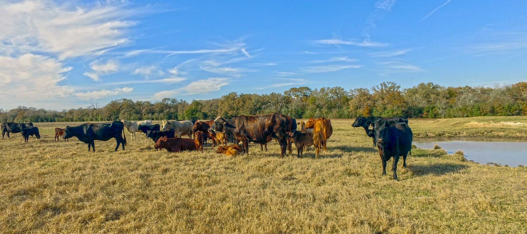 Pooles Creek Ranch property picture 5 of 35