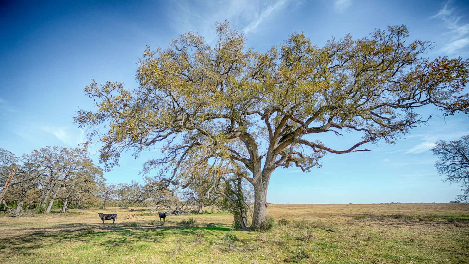 Pooles Creek Ranch property picture 27 of 35