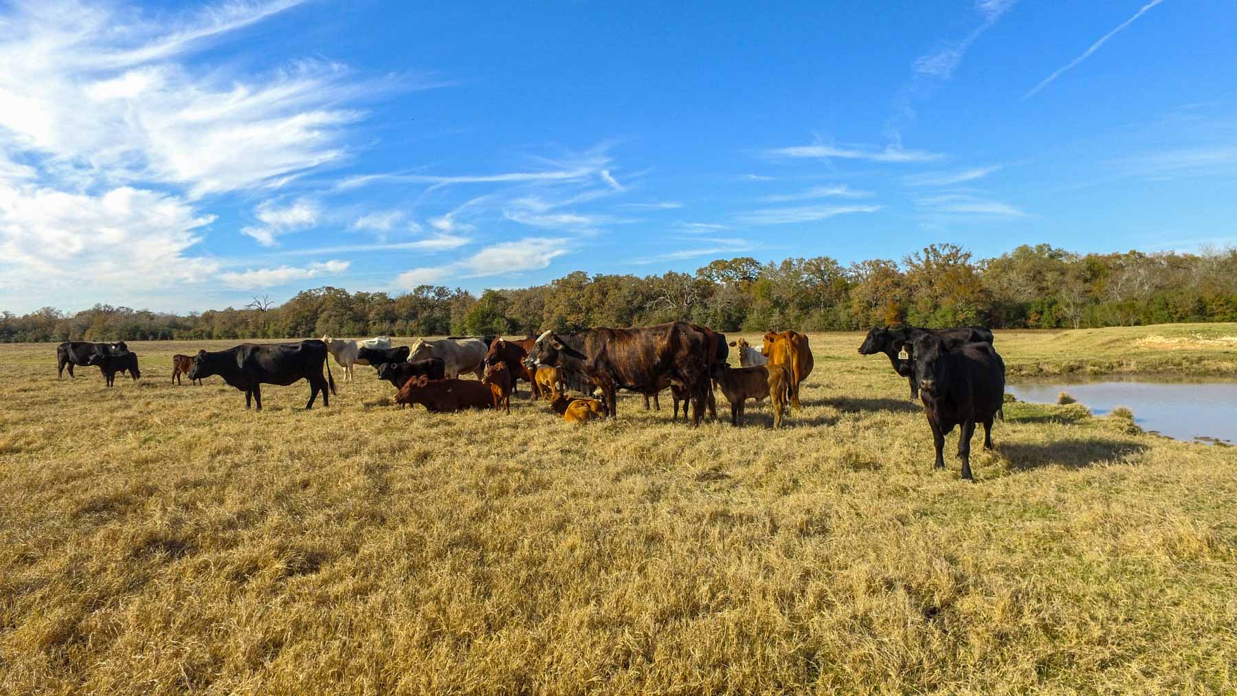 Pooles Creek Ranch property picture 6 of 35