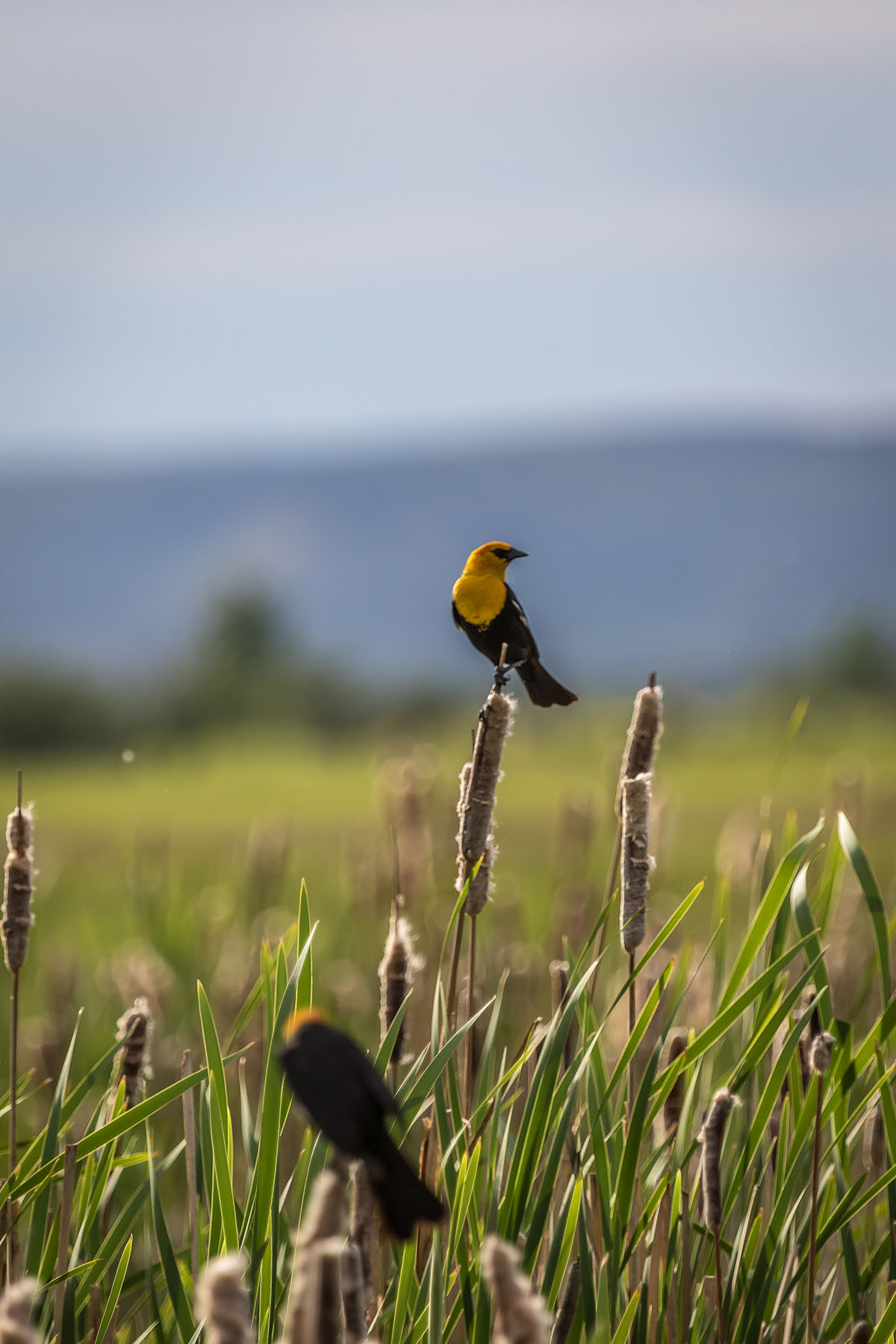 Bullrun Spring Creek Ranch property picture 53 of 66