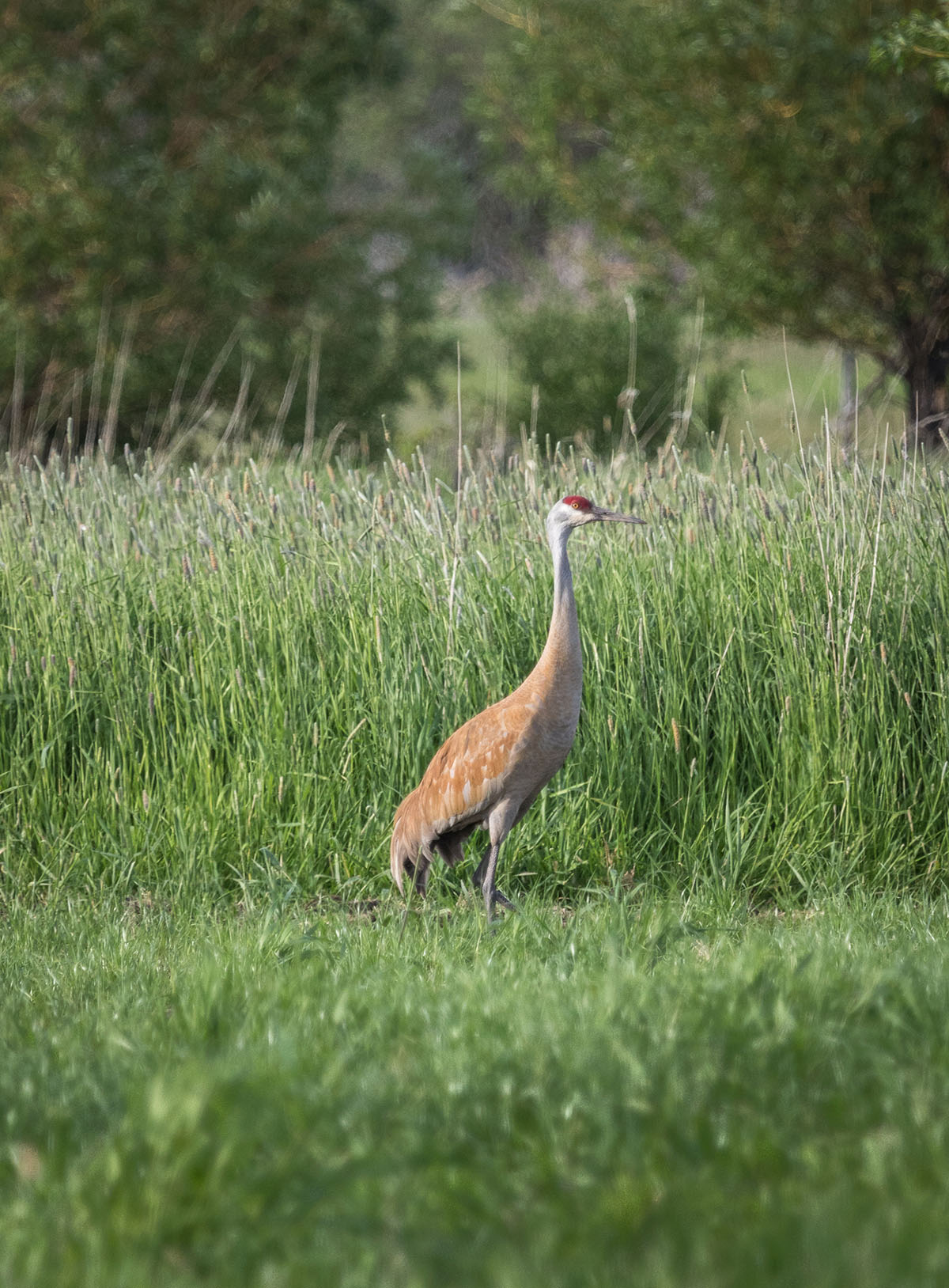 Bullrun Spring Creek Ranch property picture 50 of 66