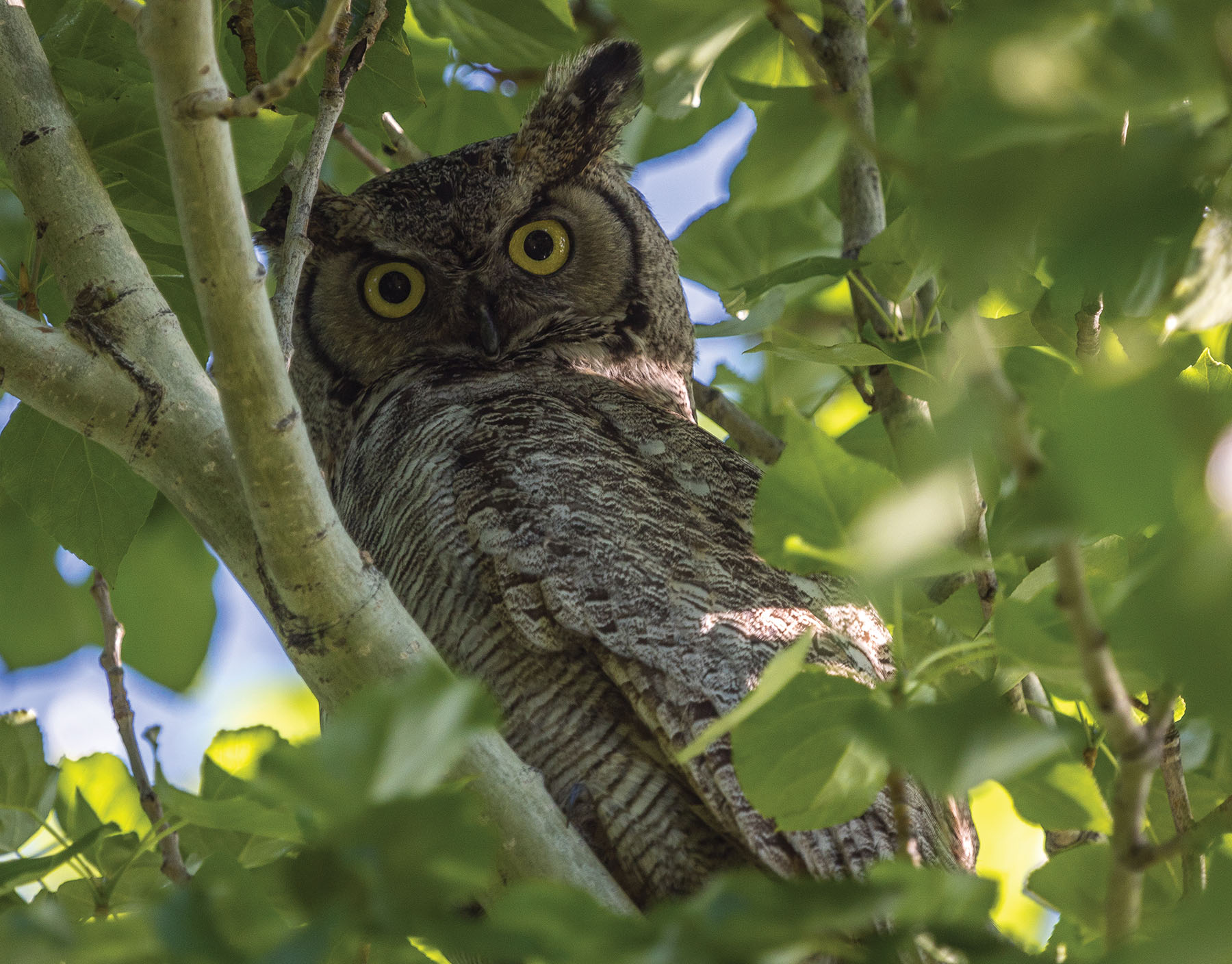 Bullrun Spring Creek Ranch property picture 51 of 66