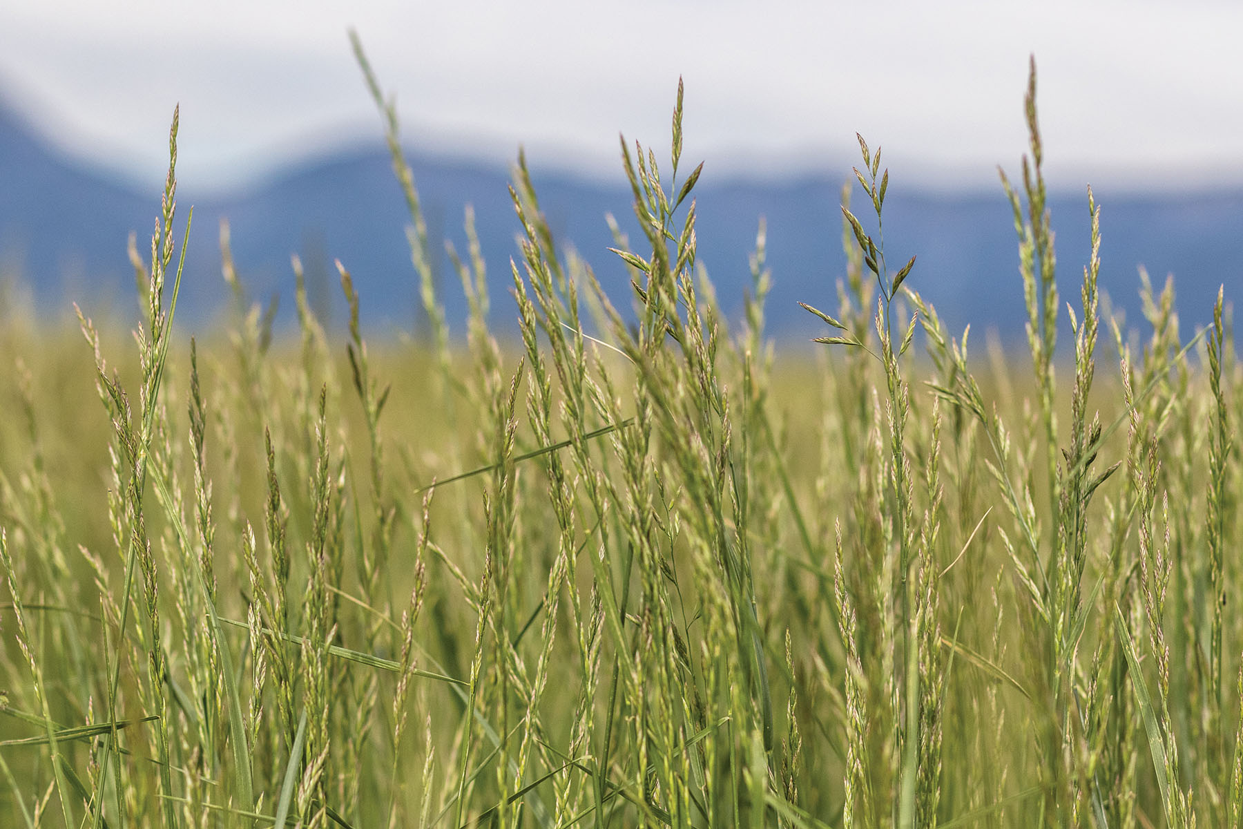 Bullrun Spring Creek Ranch property picture 40 of 66