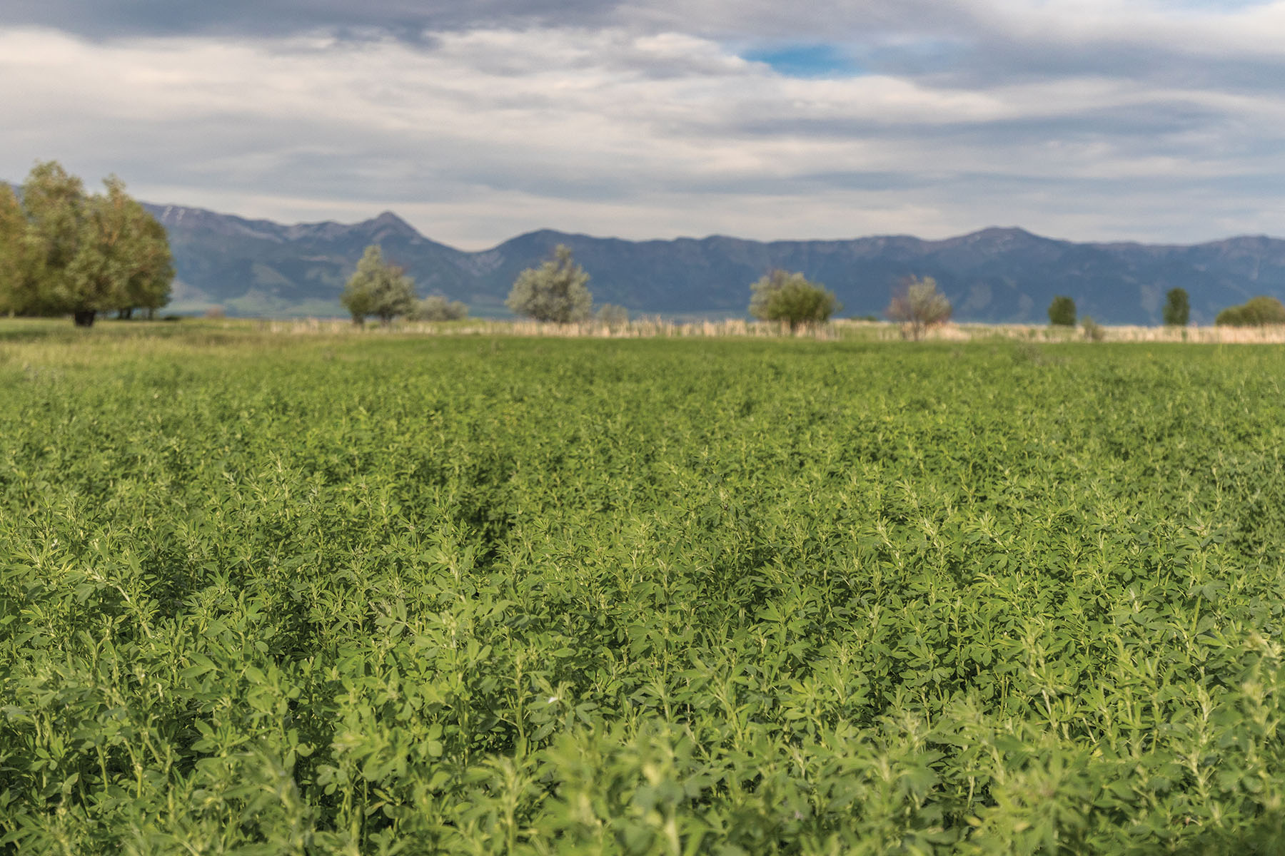 Bullrun Spring Creek Ranch property picture 49 of 66