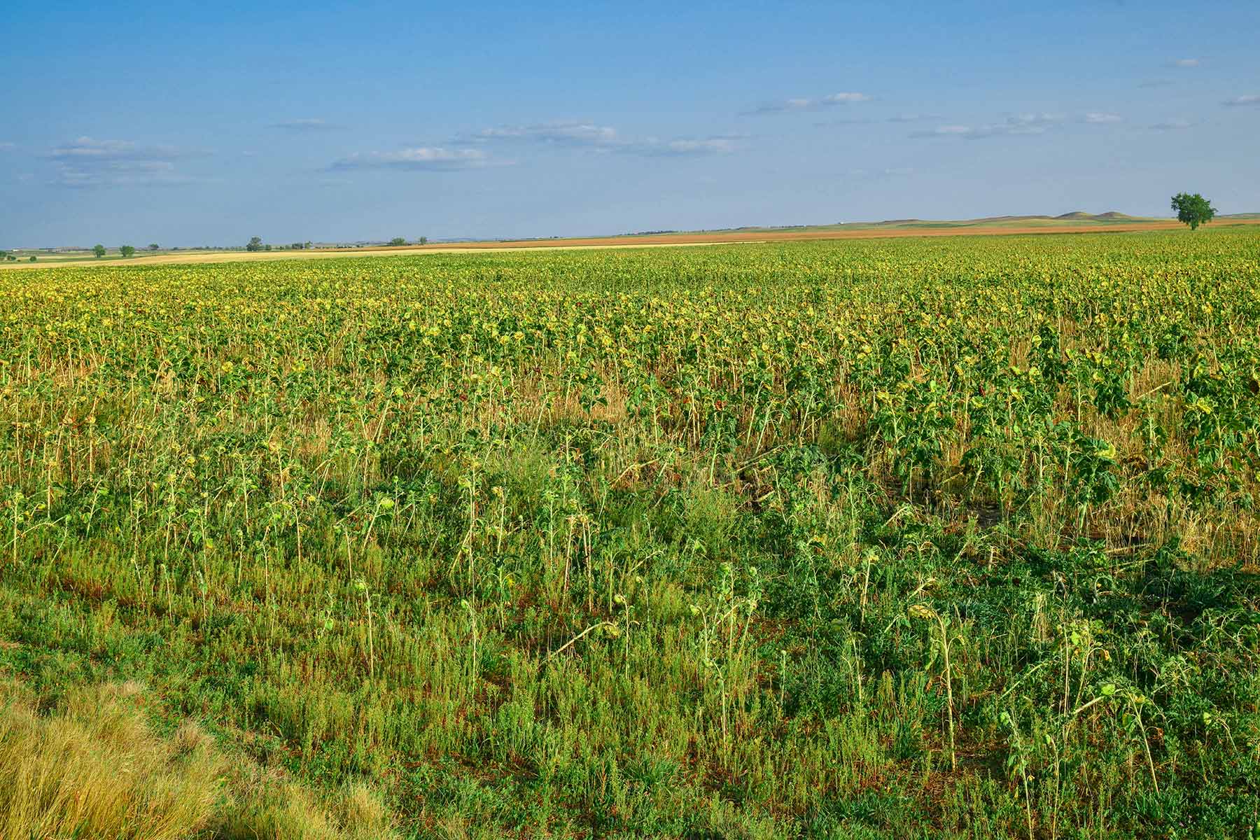 Bowman County Farms property picture 24 of 57