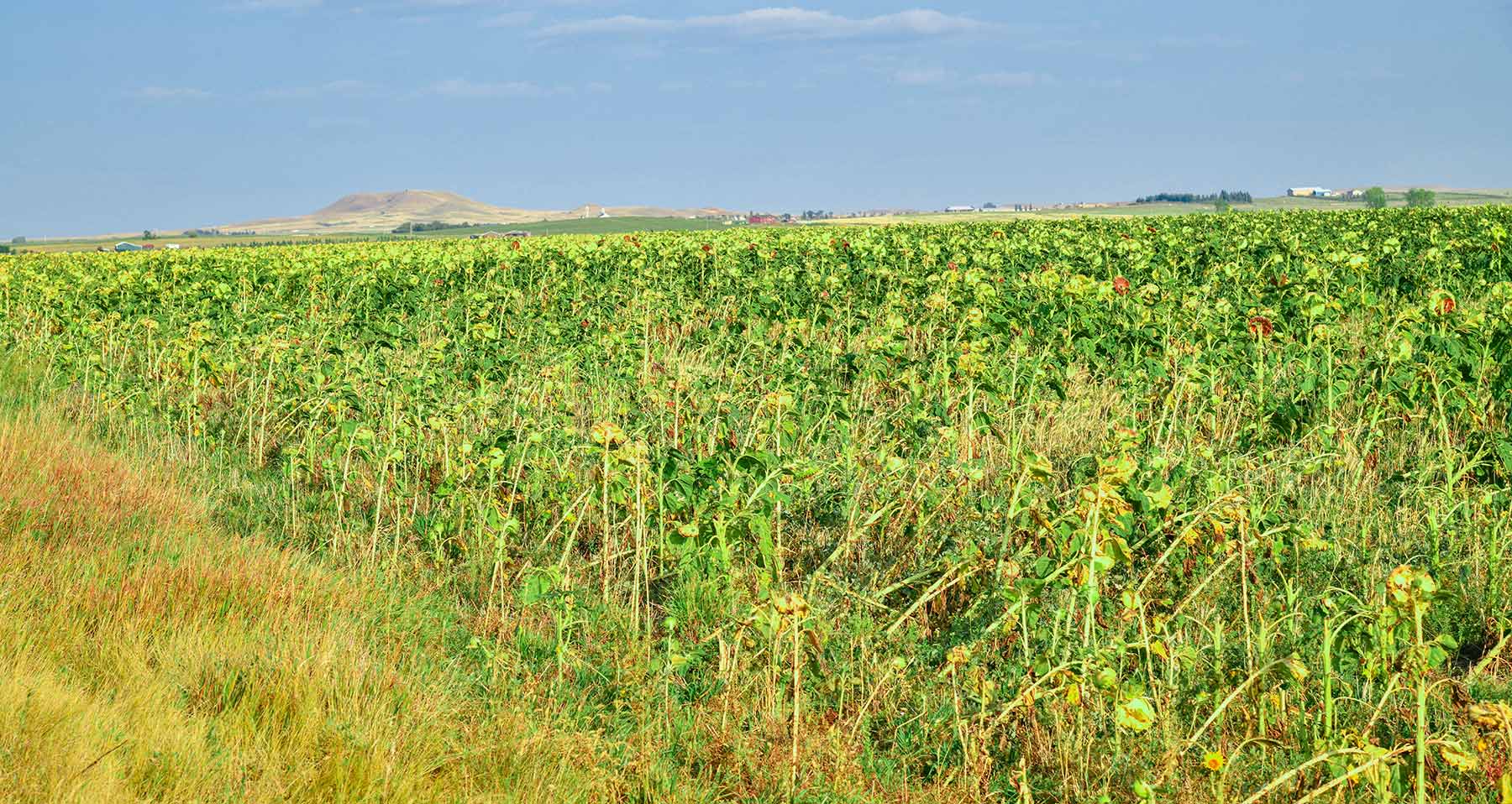 Bowman County Farms property picture 55 of 57