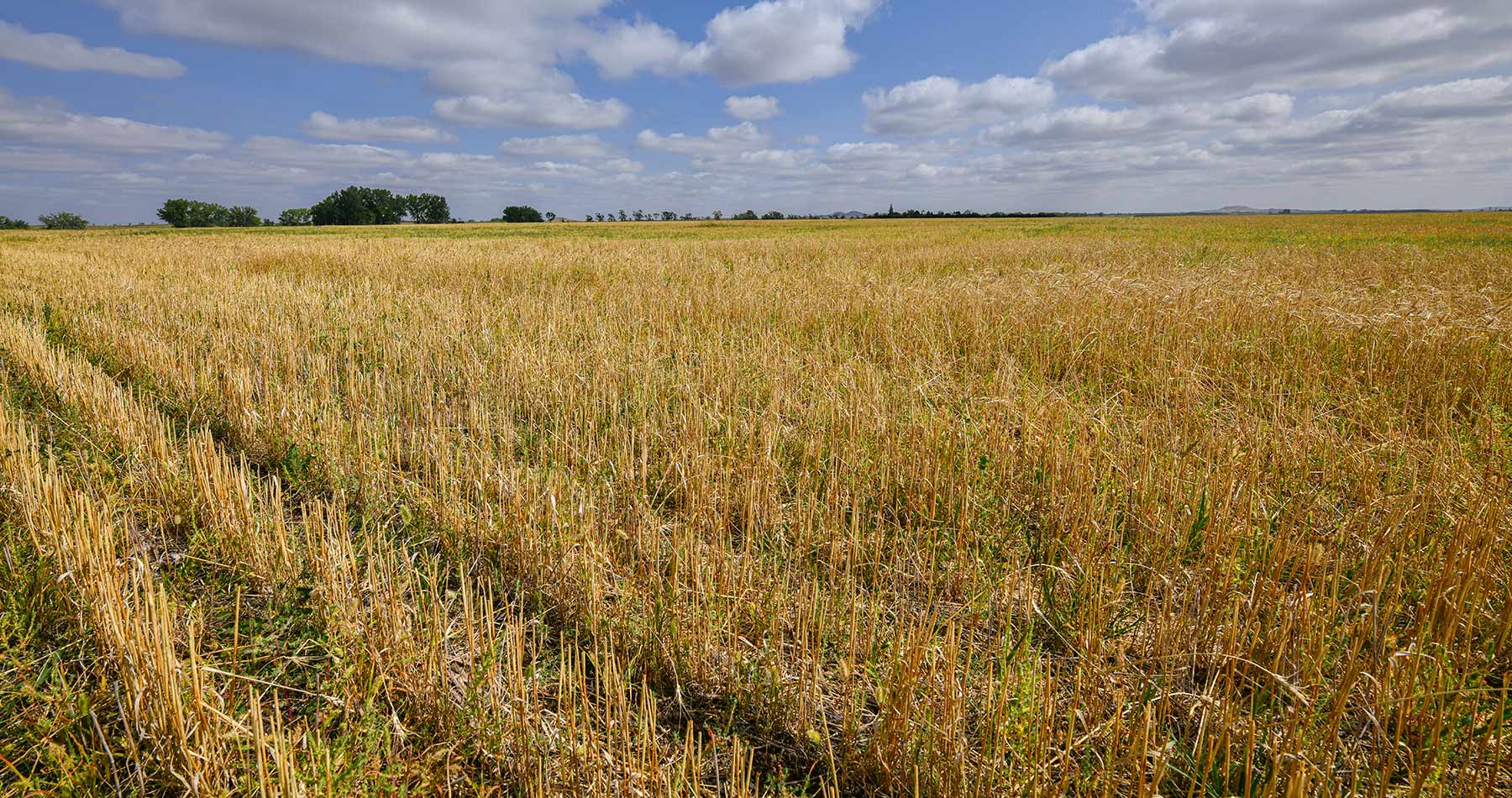 Bowman County Farms property picture 18 of 57