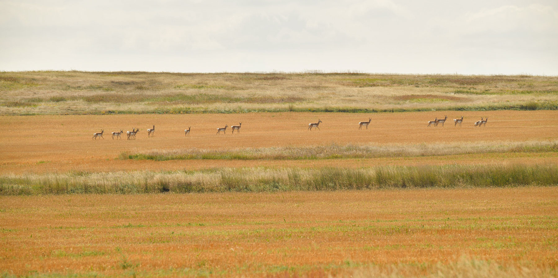 Bowman County Farms property picture 17 of 57