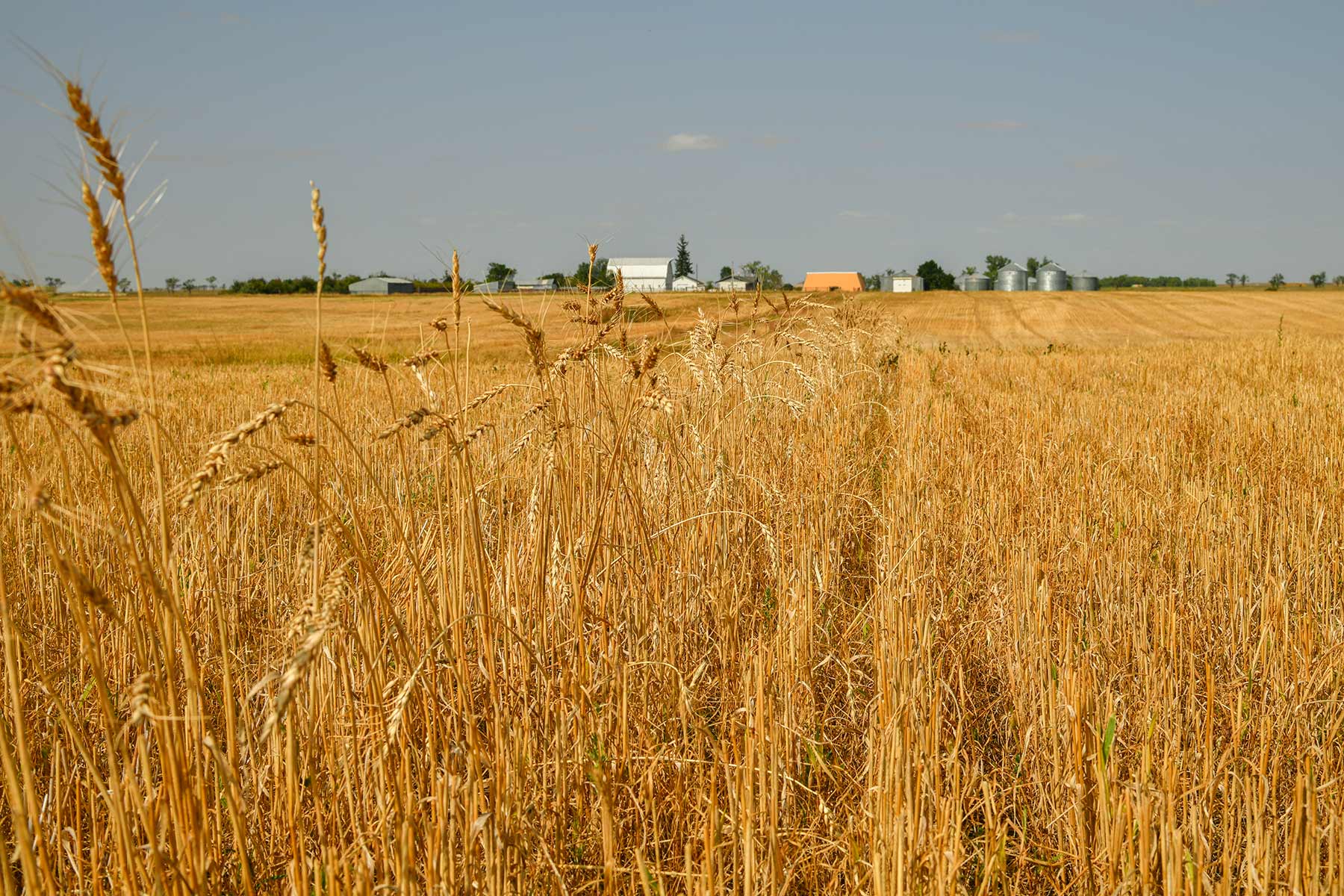 Bowman County Farms property picture 12 of 57