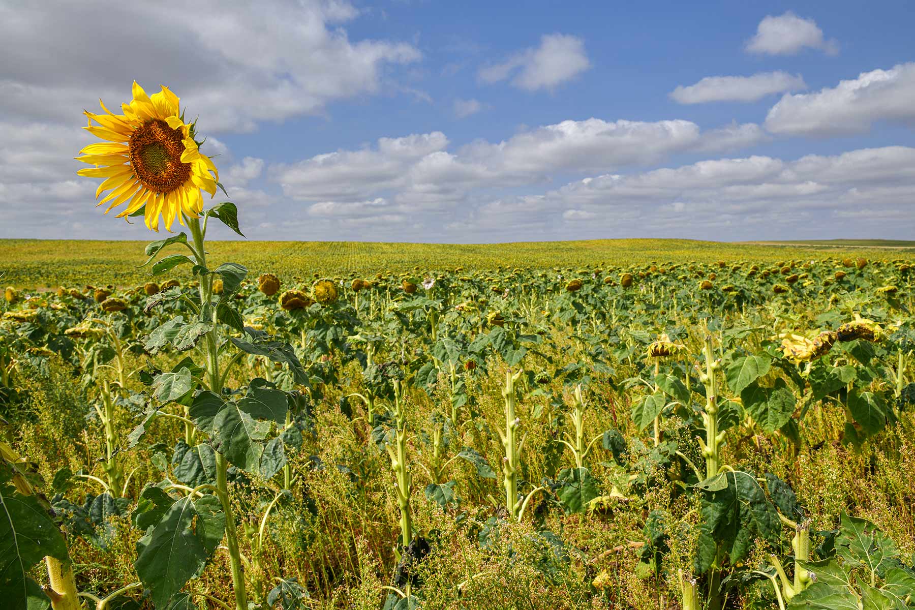 Bowman County Farms property picture 2 of 57