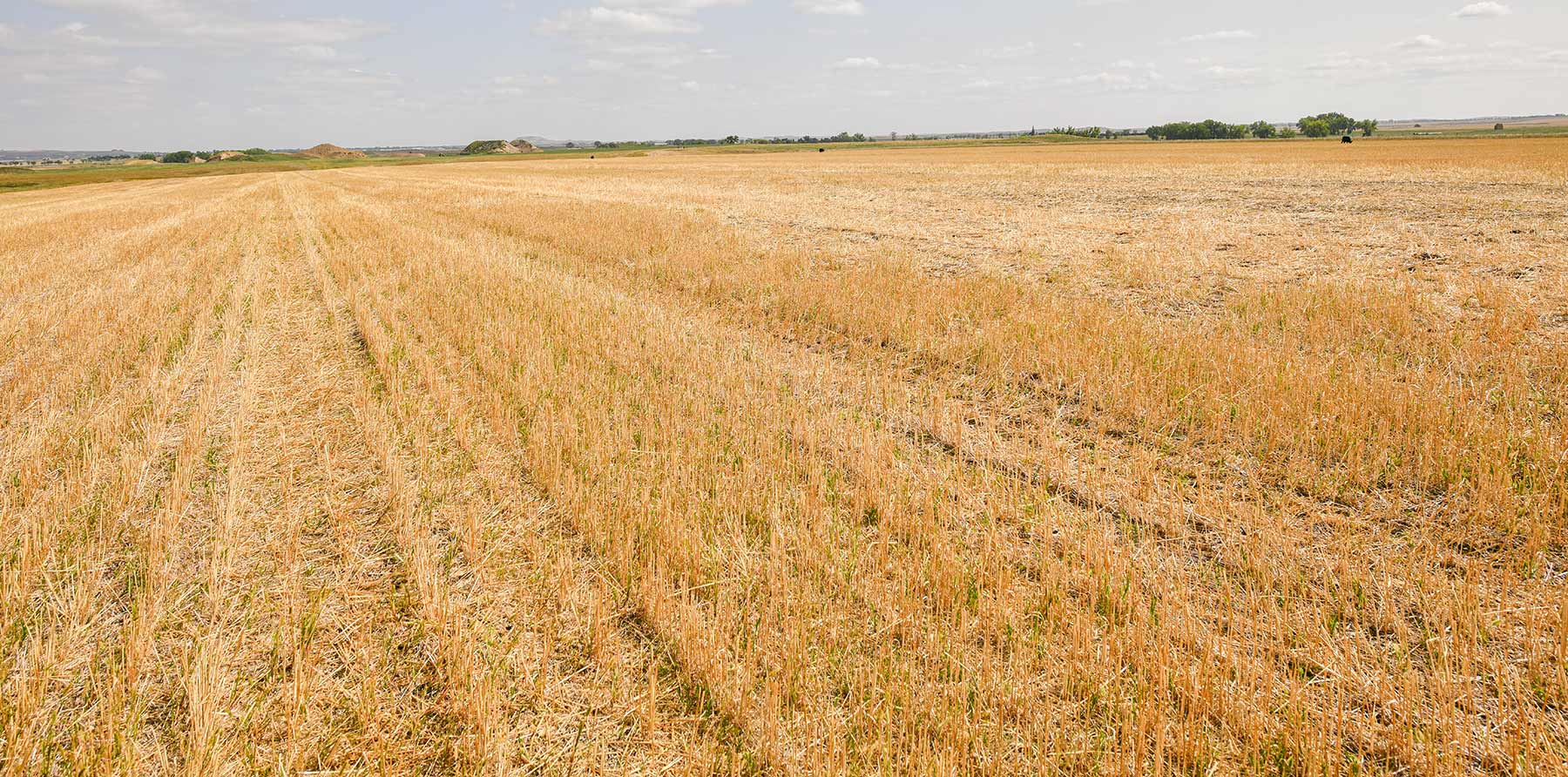 Bowman County Farms property picture 36 of 57