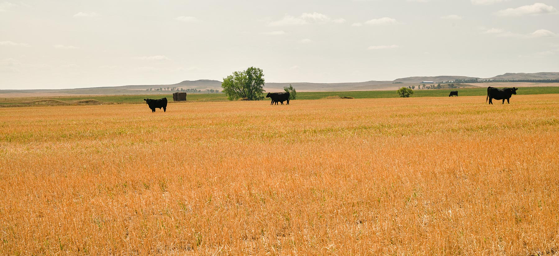 Bowman County Farms property picture 10 of 57